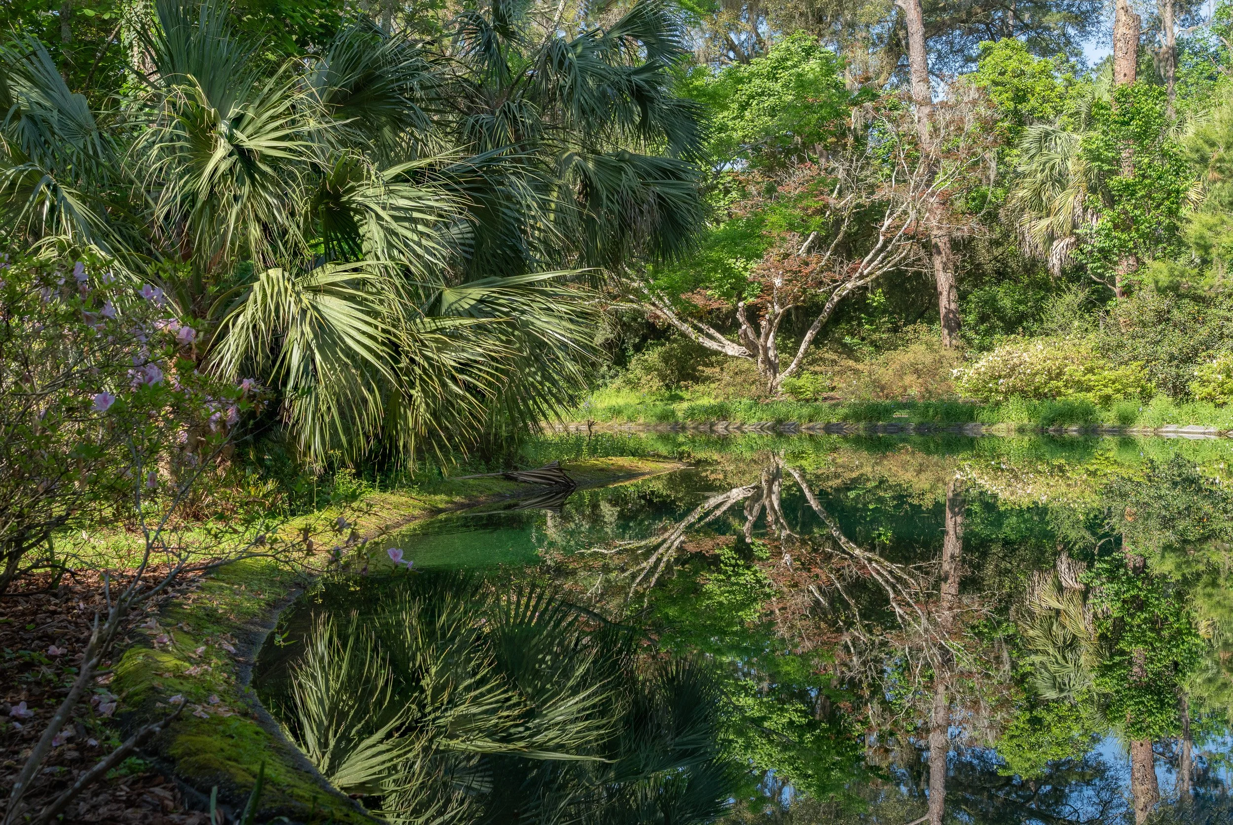 Lush palms and trees reflected in a still woodland pond at Alfred B. Maclay Gardens State Park in Tallahassee, Florida.