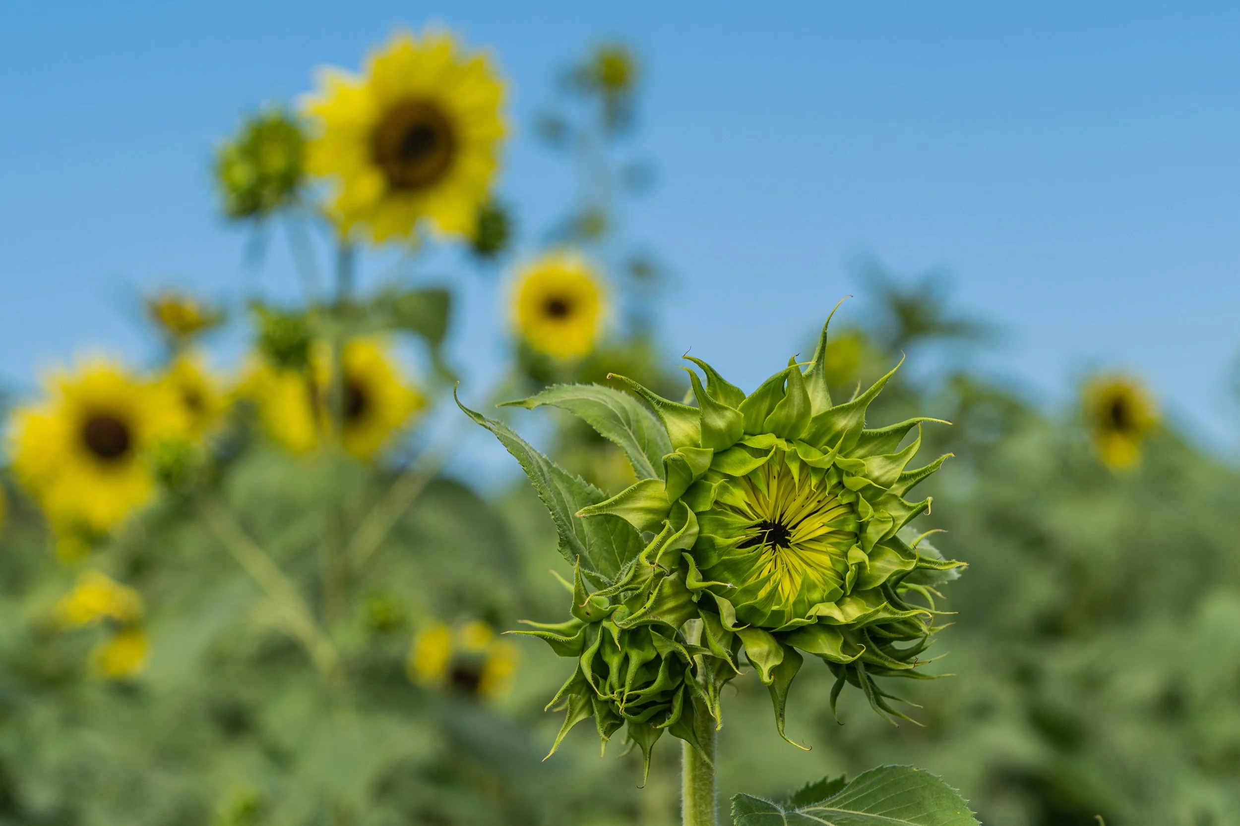 Finding one voice in a field of thousands
