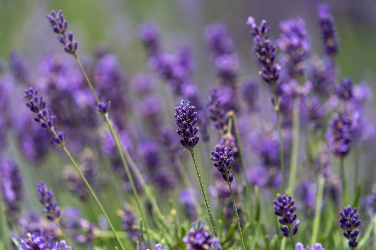 Close-up of blooming lavender flowers at Peace Valley Lavender Farm in Bucks County, Pennsylvania, with a soft purple background created by shallow depth of field.