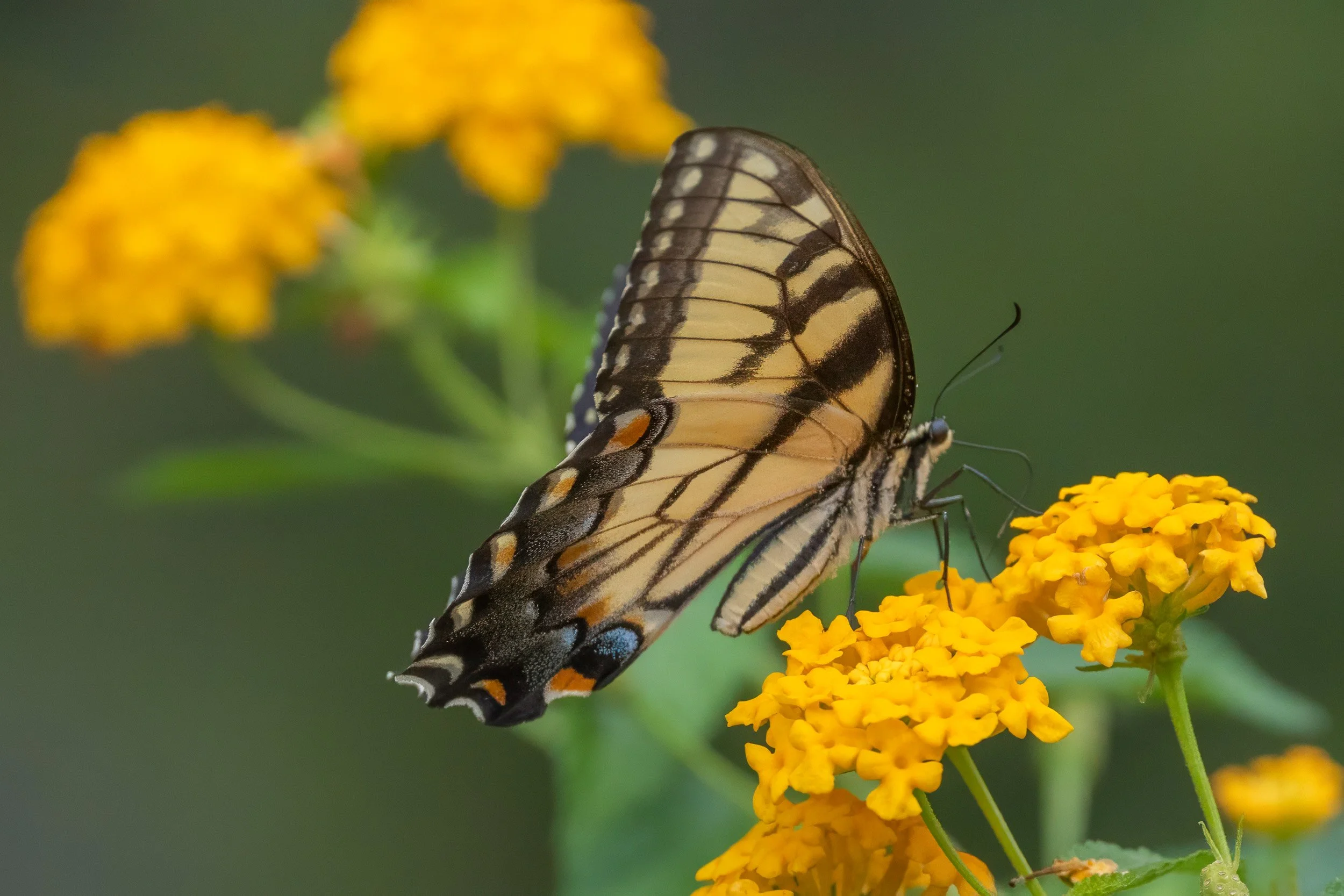 An Eastern tiger swallowtail pauses on yellow lantana, its intricate wing patterns standing out against the soft greens of the garden.