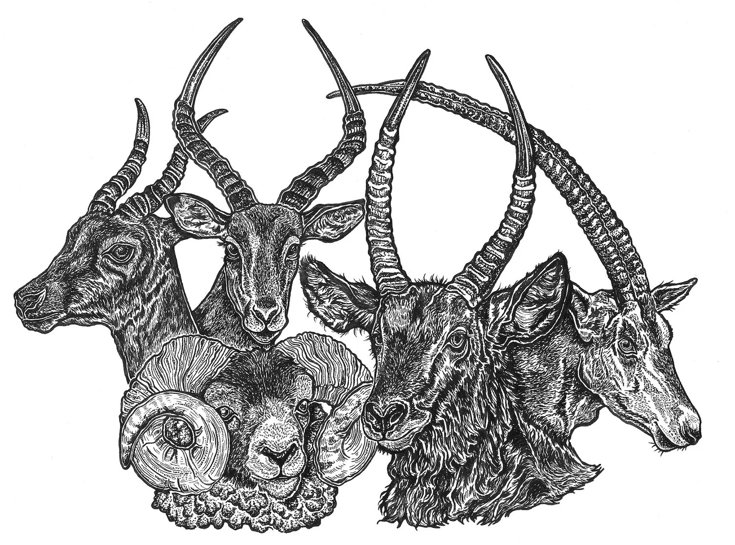 Untitled, Ink on Bristol, 8.25x11in.