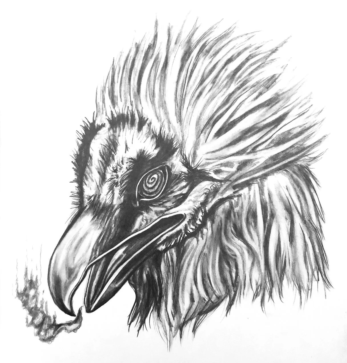 Sketches & Studies