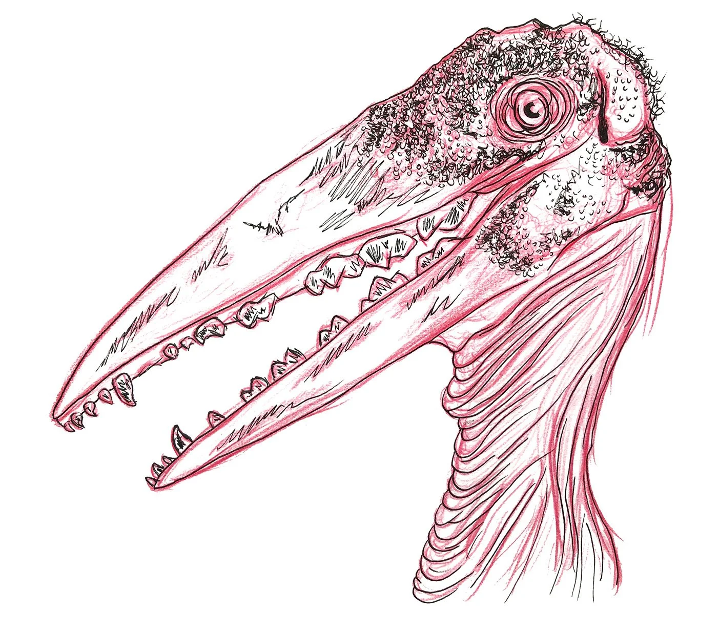 Storkdog, Ink and red pencil on paper, 9x12in.