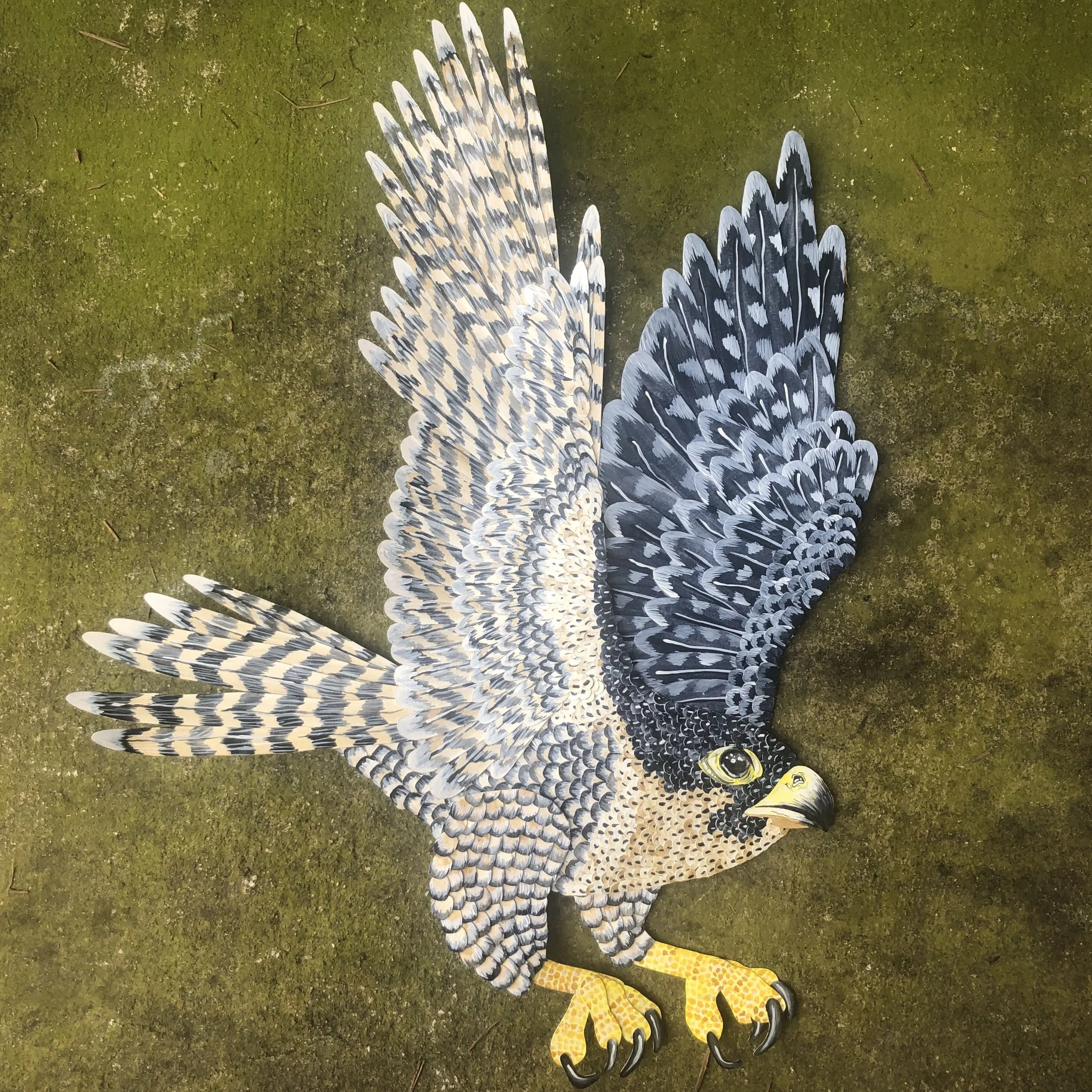 Life-size Peregrin Falcon, Watercolor and collaged watercolor paper, 22x16in.