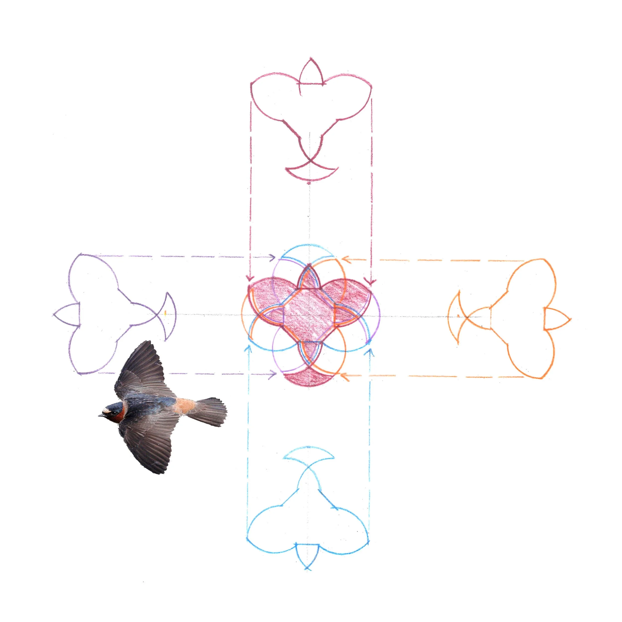 2417_swallow overlay.jpg
