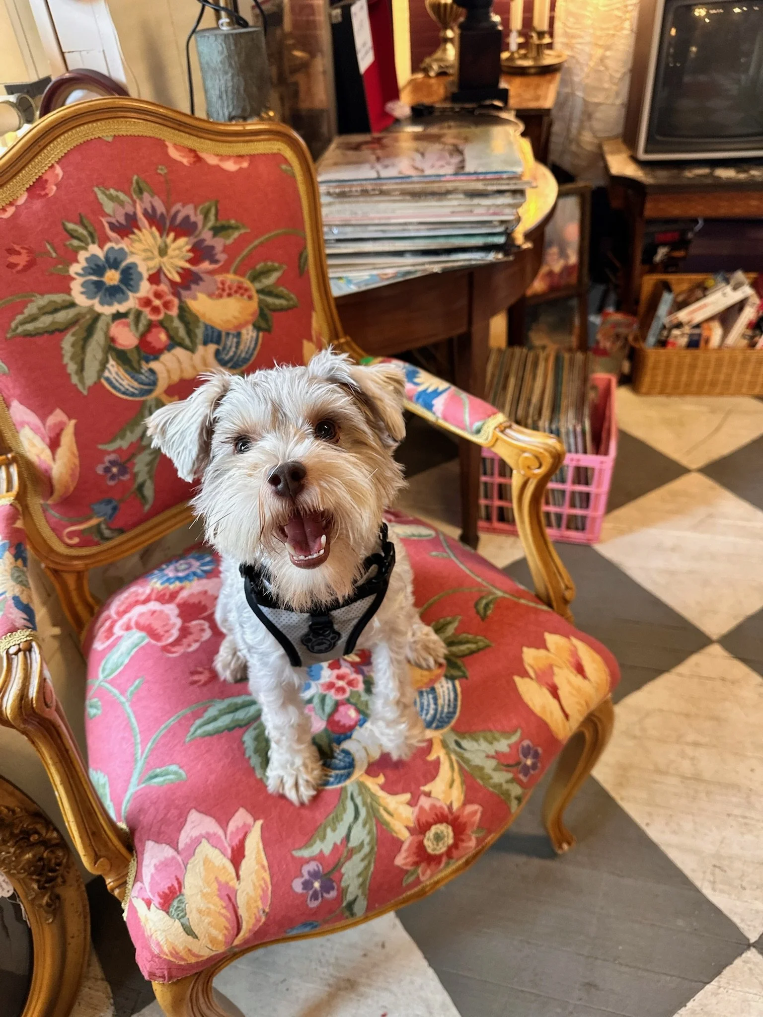 Howard the rescue dog on a visit to Villa Vintiques