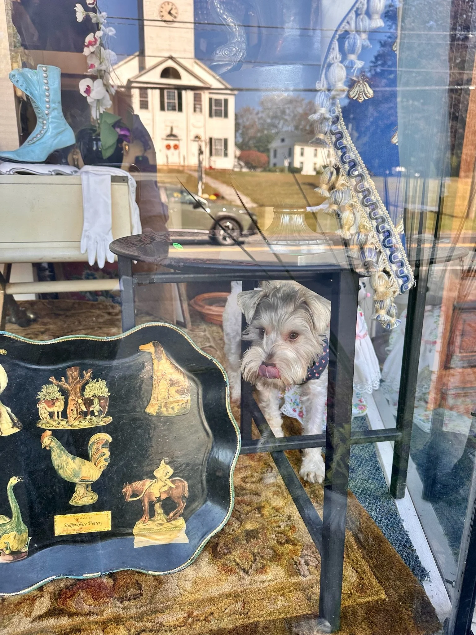 The owner’s dog Howard inside a display window at Villa Vintiques, with the historic church across the street in the reflection.