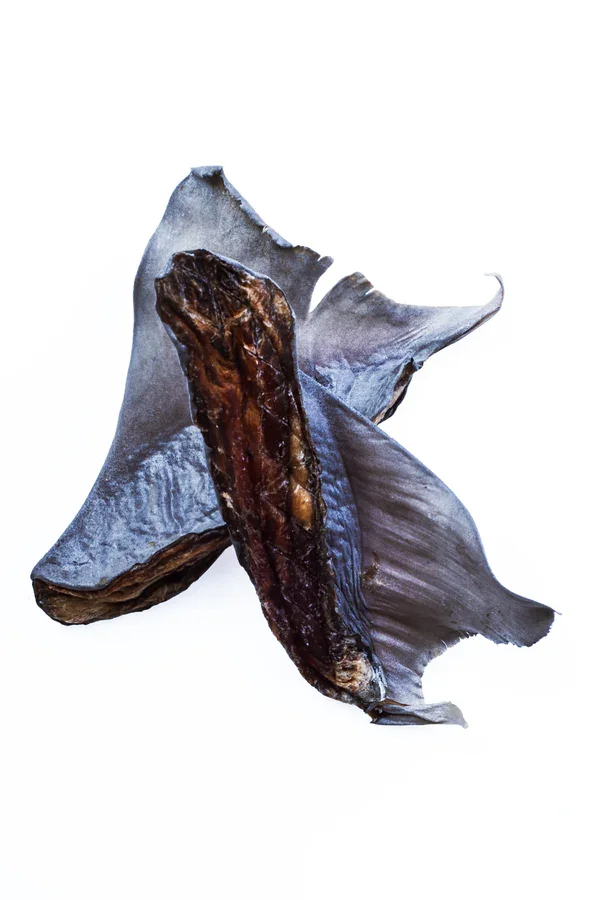 LTP_8910-320ppi-sharkpieces.webp