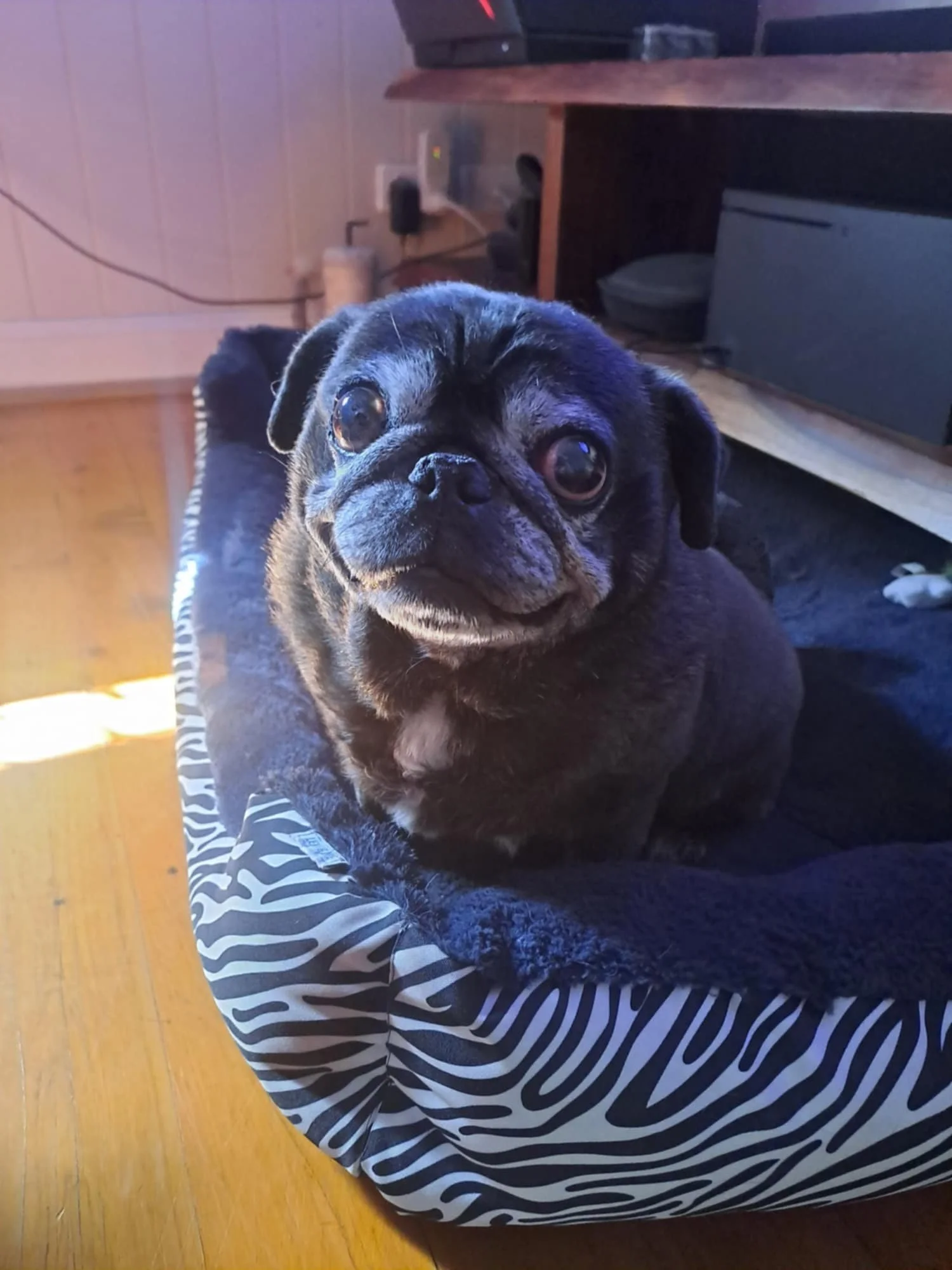 Close-up of a small black pug dog with big, expressive eyes, sitting on a black and white zebra print dog bed in a room with wooden floor and furniture.
