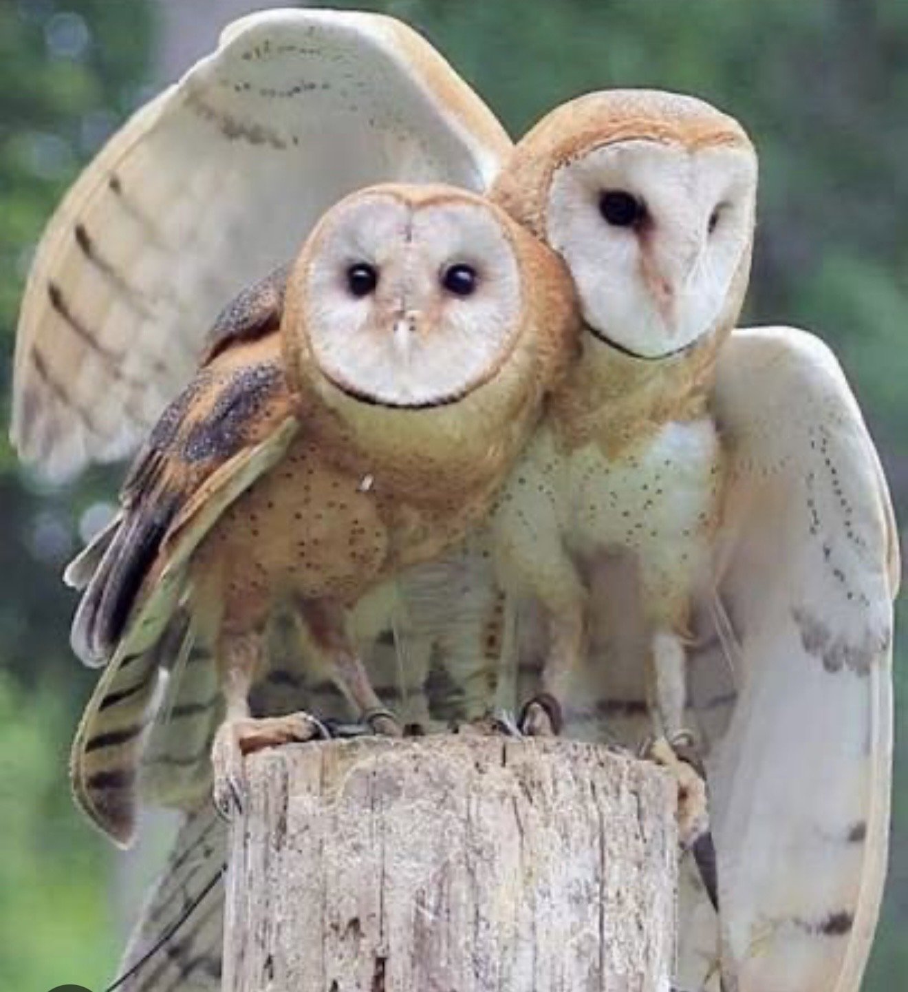 An owl perched on a tree stump with its face edited to show two baby owl faces, one on each side of the adult owl's face.