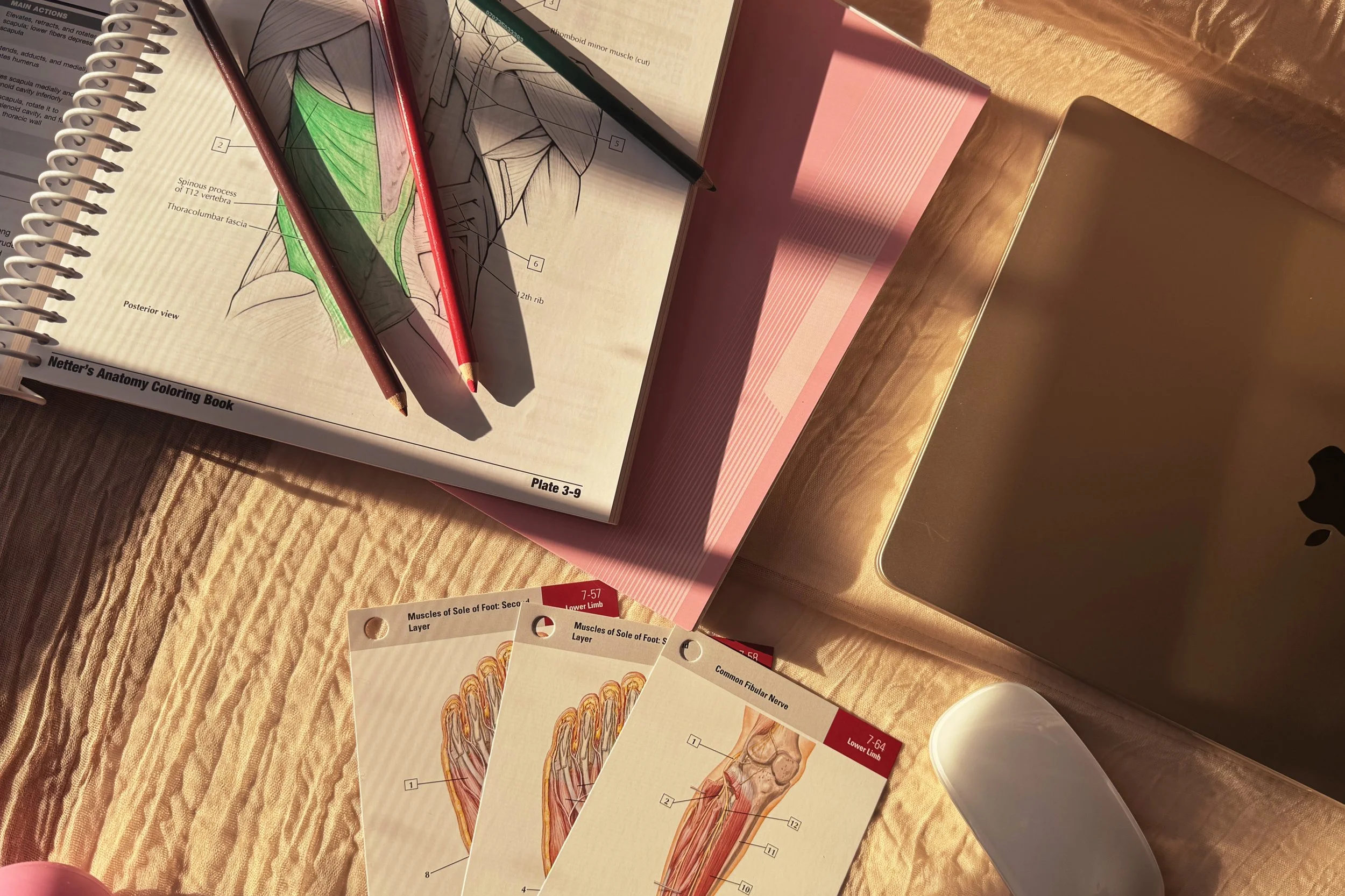 Open anatomy coloring books and flashcards about muscles and bones of the foot, with colored and labeled diagrams, on a wooden surface with sunlight.