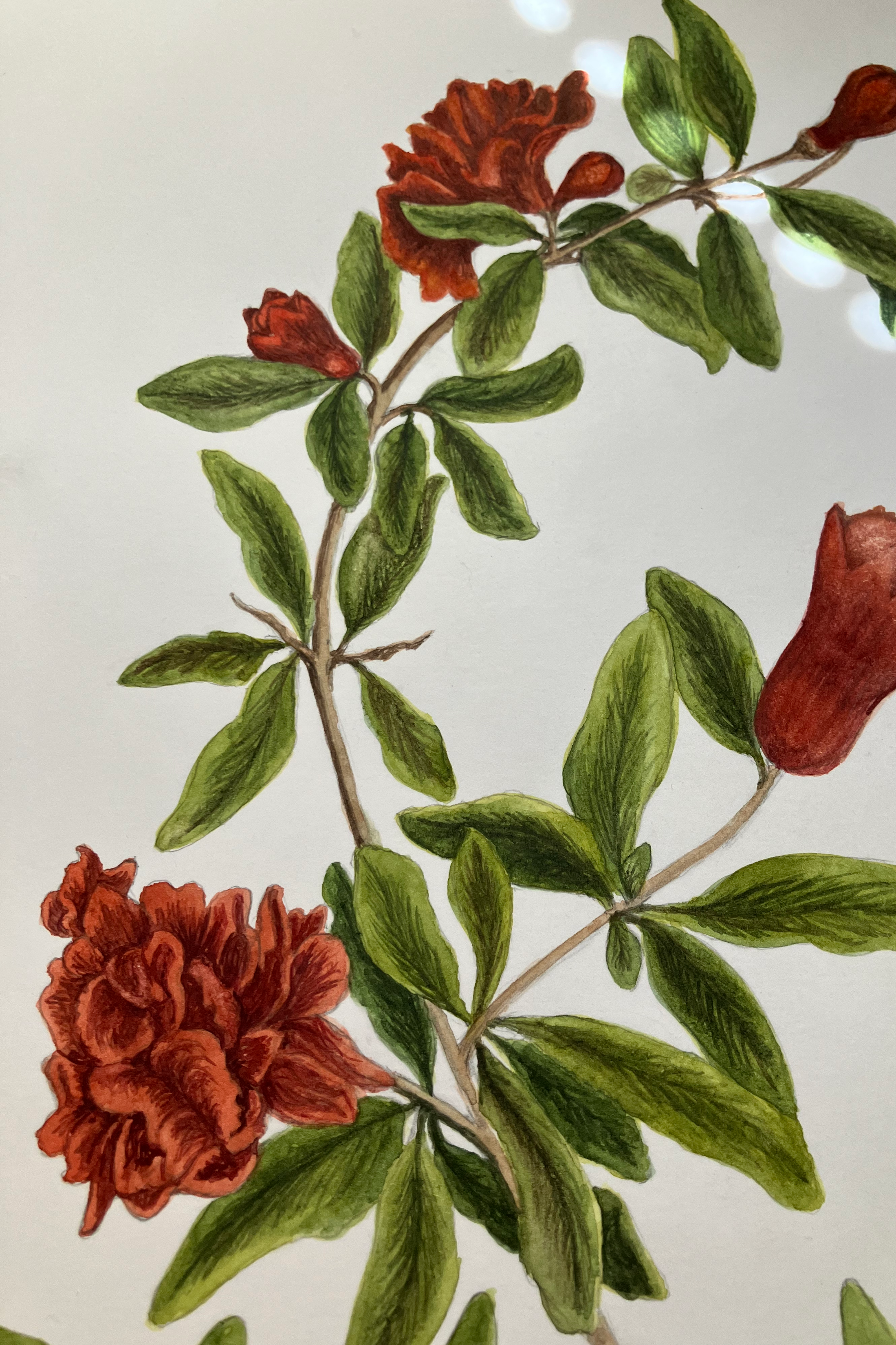 pomegranates.png