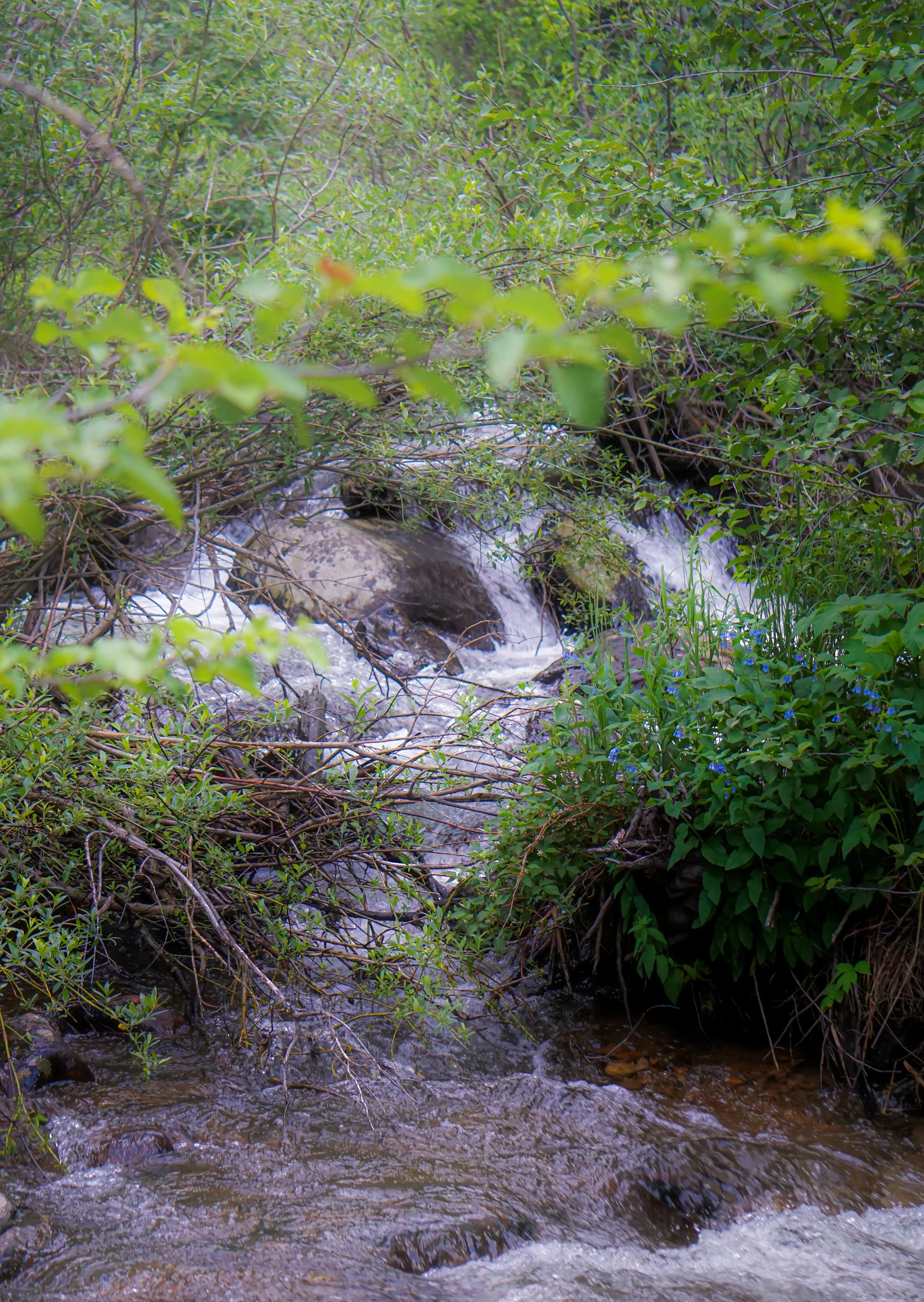 DSC08264.jpg