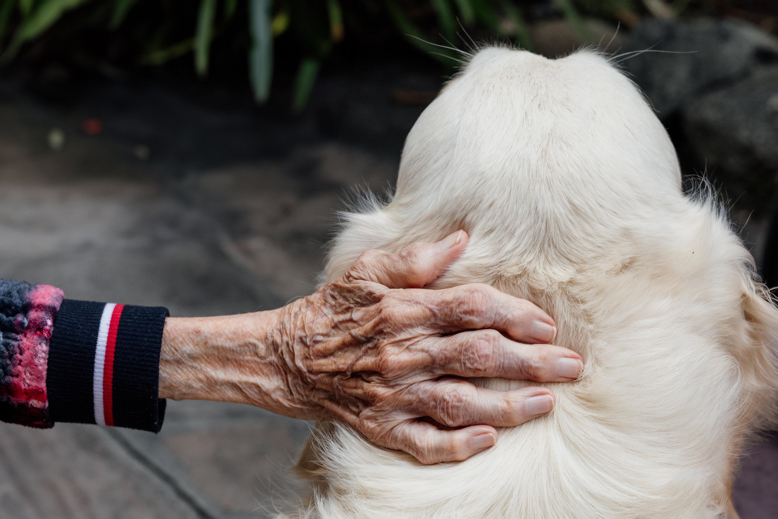 The Power of Paws: Bringing Joy to Seniors in San Clemente