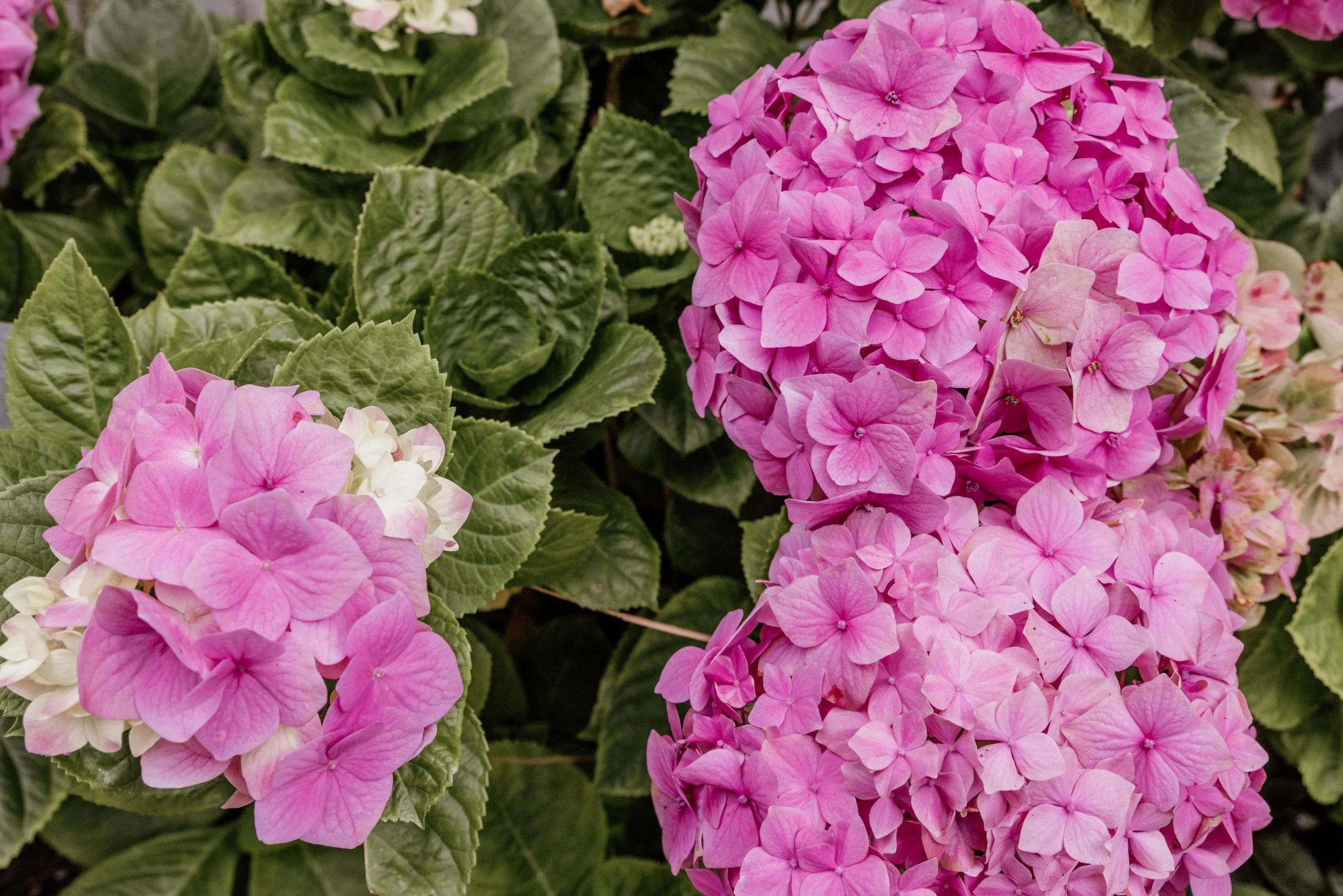 A Garden That Feels Like Home at Accent on Seniors