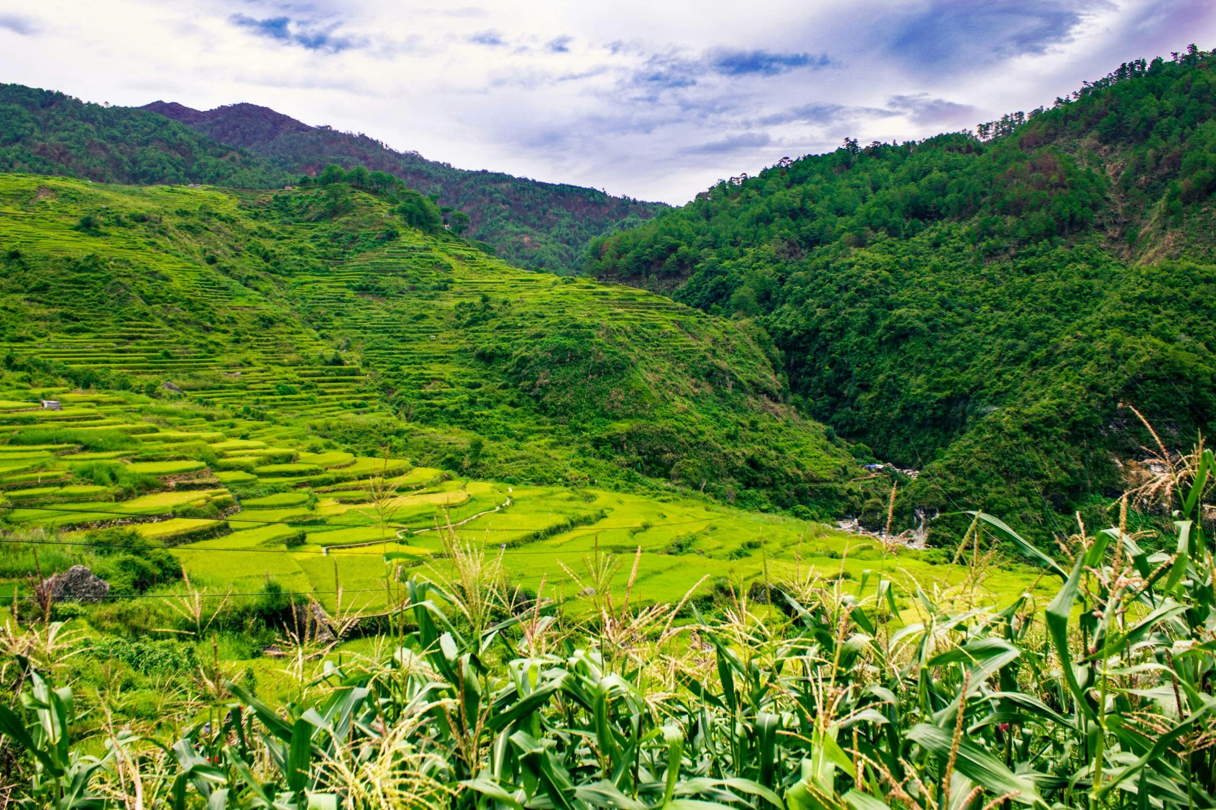 Lush green terraced rice fields on terraced hillsides in a mountainous landscape with a cloudy sky.