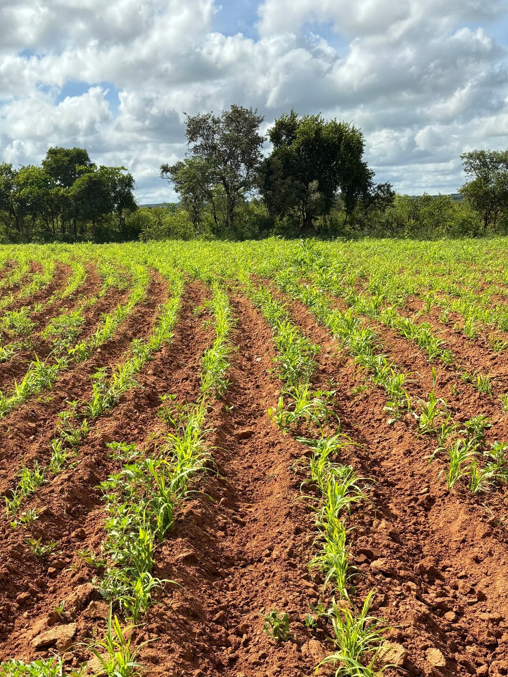 Rows of young green plants growing in tilled brown soil with a backdrop of trees and a partly cloudy sky.