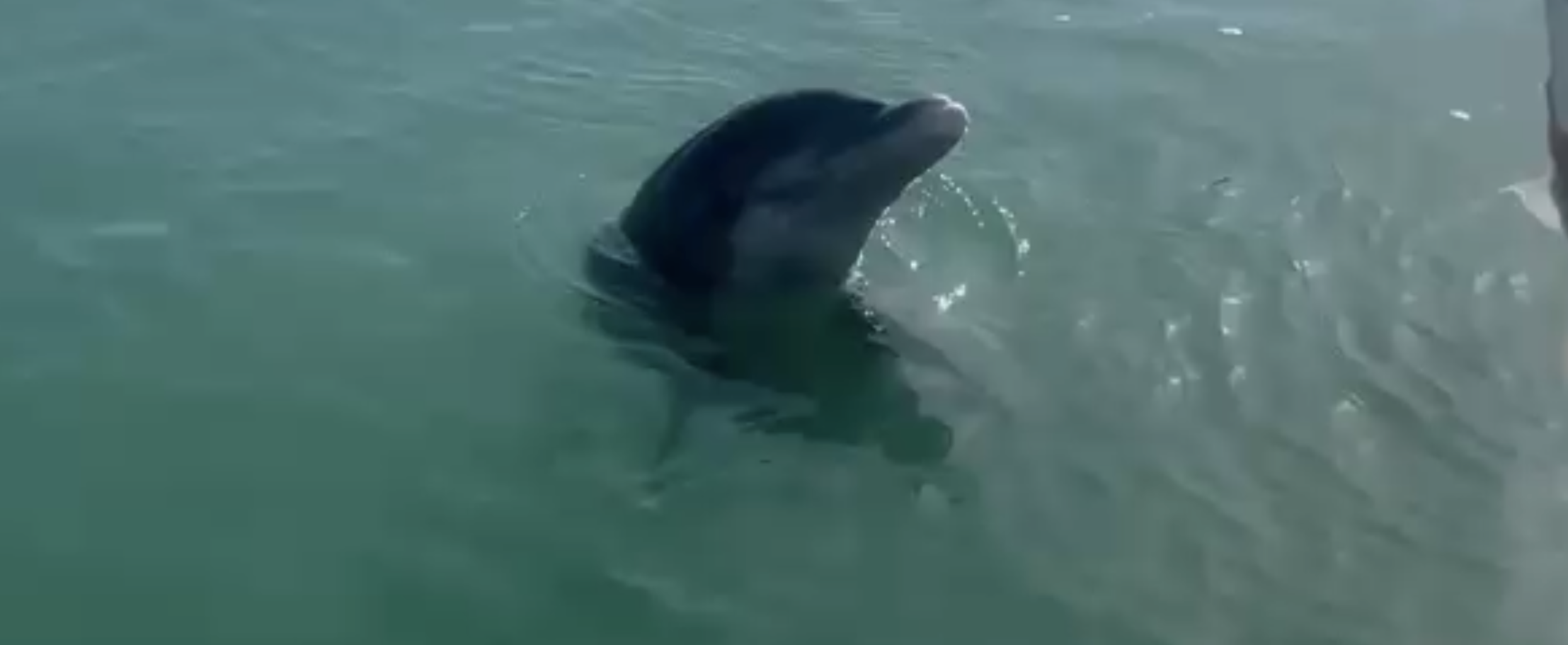 Dolphin tours