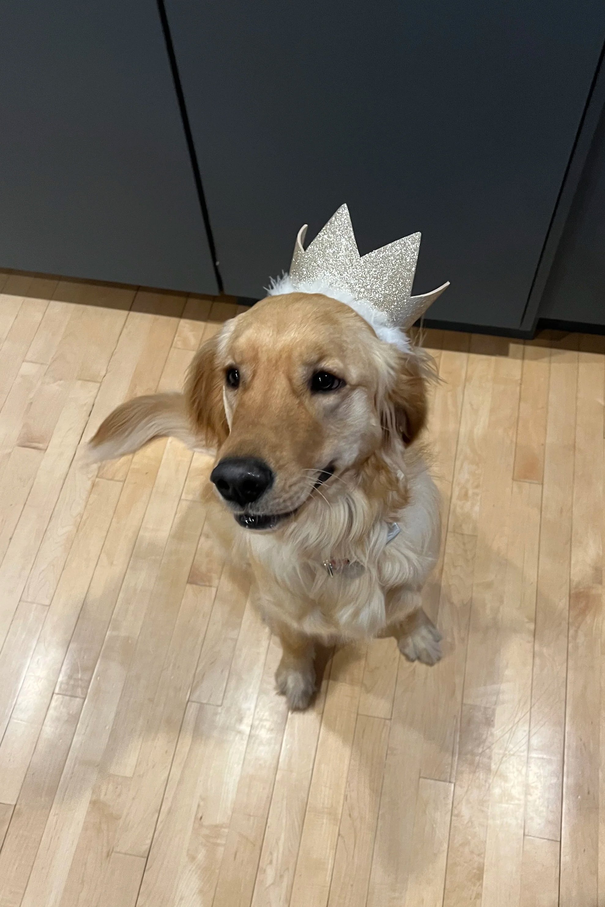 A golden retriever dog wearing a glittery crown headband, sitting on hardwood floors indoors.