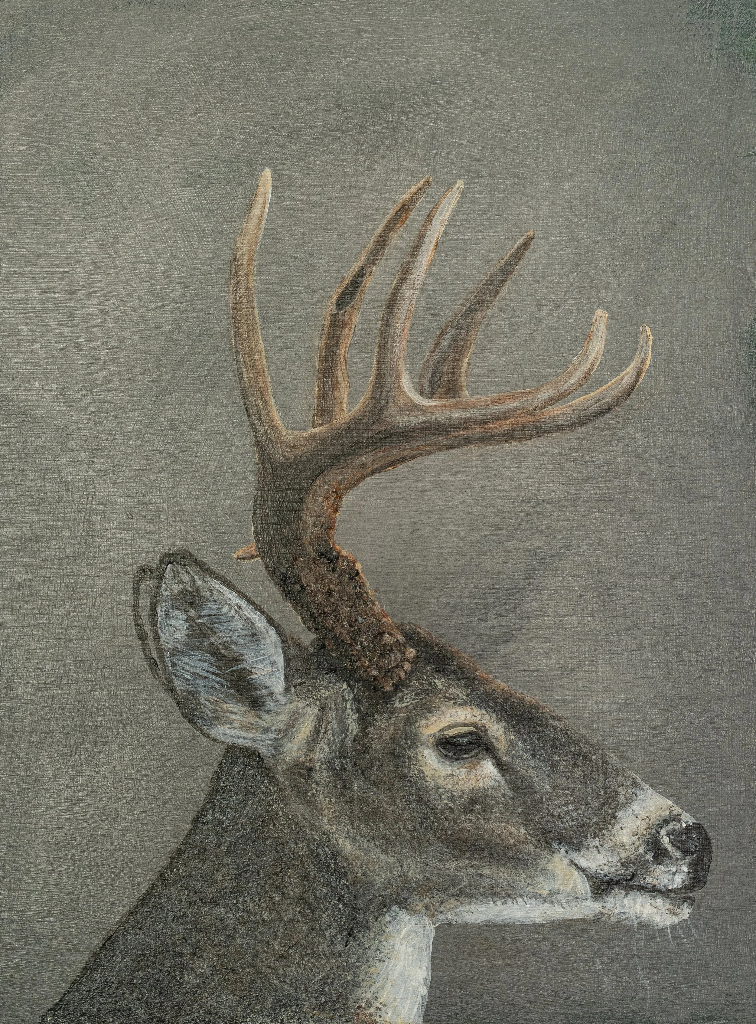 'Wisconsin Buck' Print File.jpg