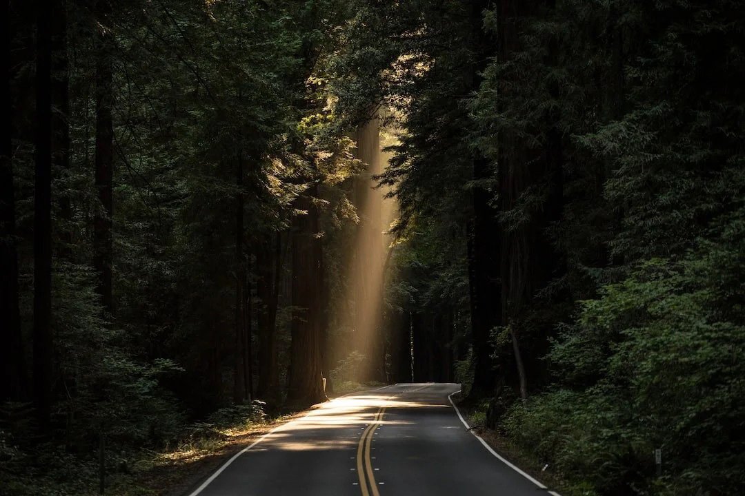 A darkened road in the forest leading to a more hopeful place