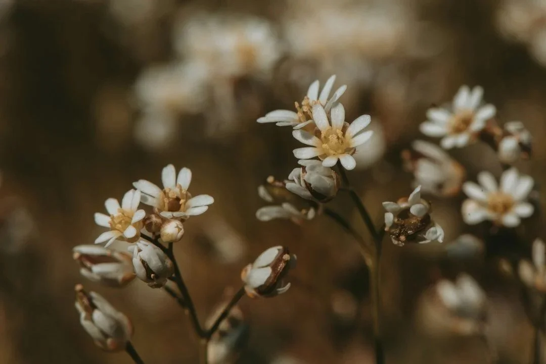 Close up of daisies outside | Northwest Wellness | Therapy & Consulting in Thunder Bay