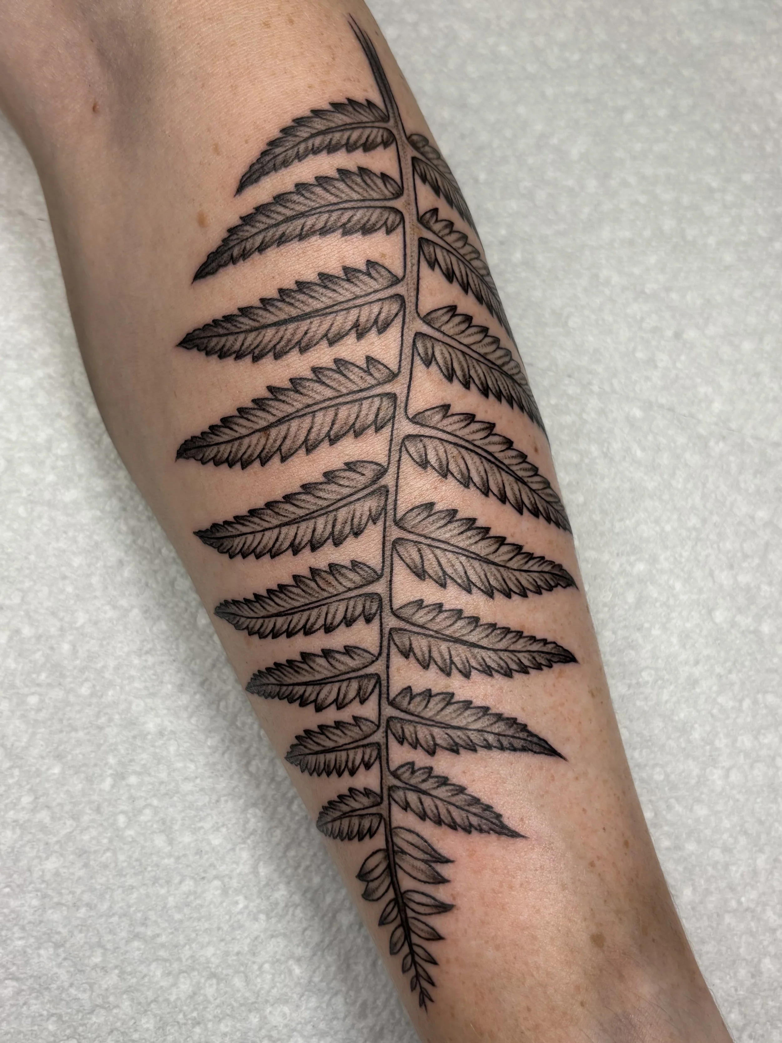 Black outline tattoo of a fern leaf on a person's arm.