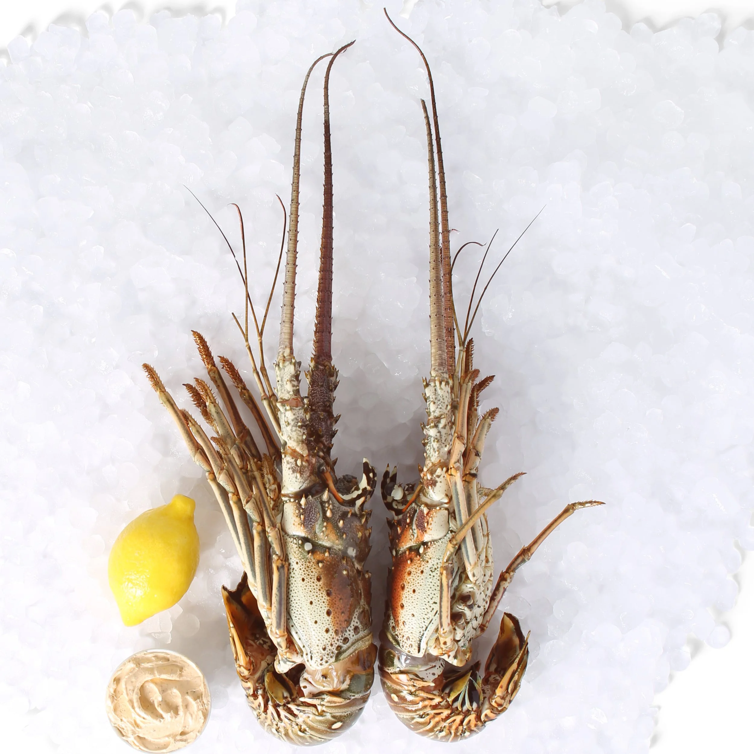 Lobsters.jpg