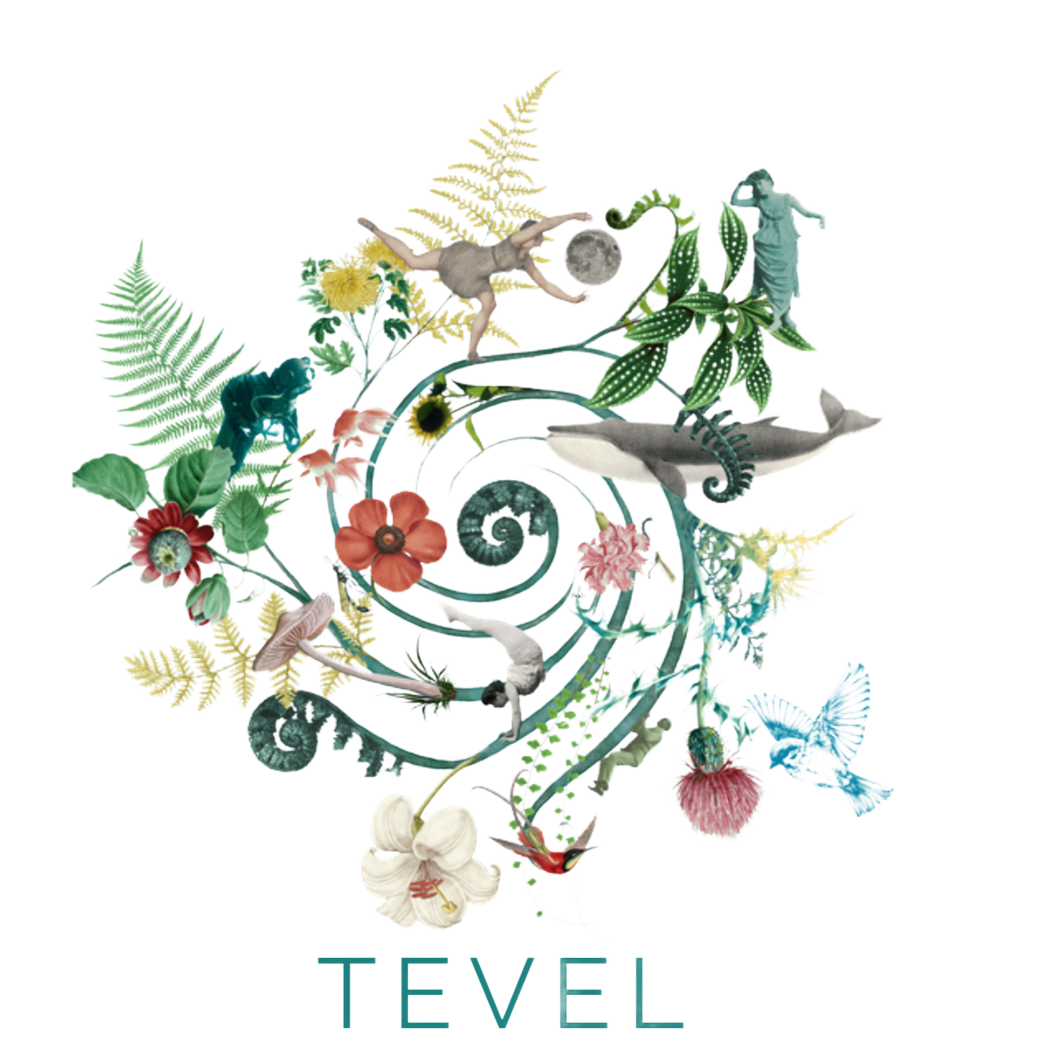 TEVEL