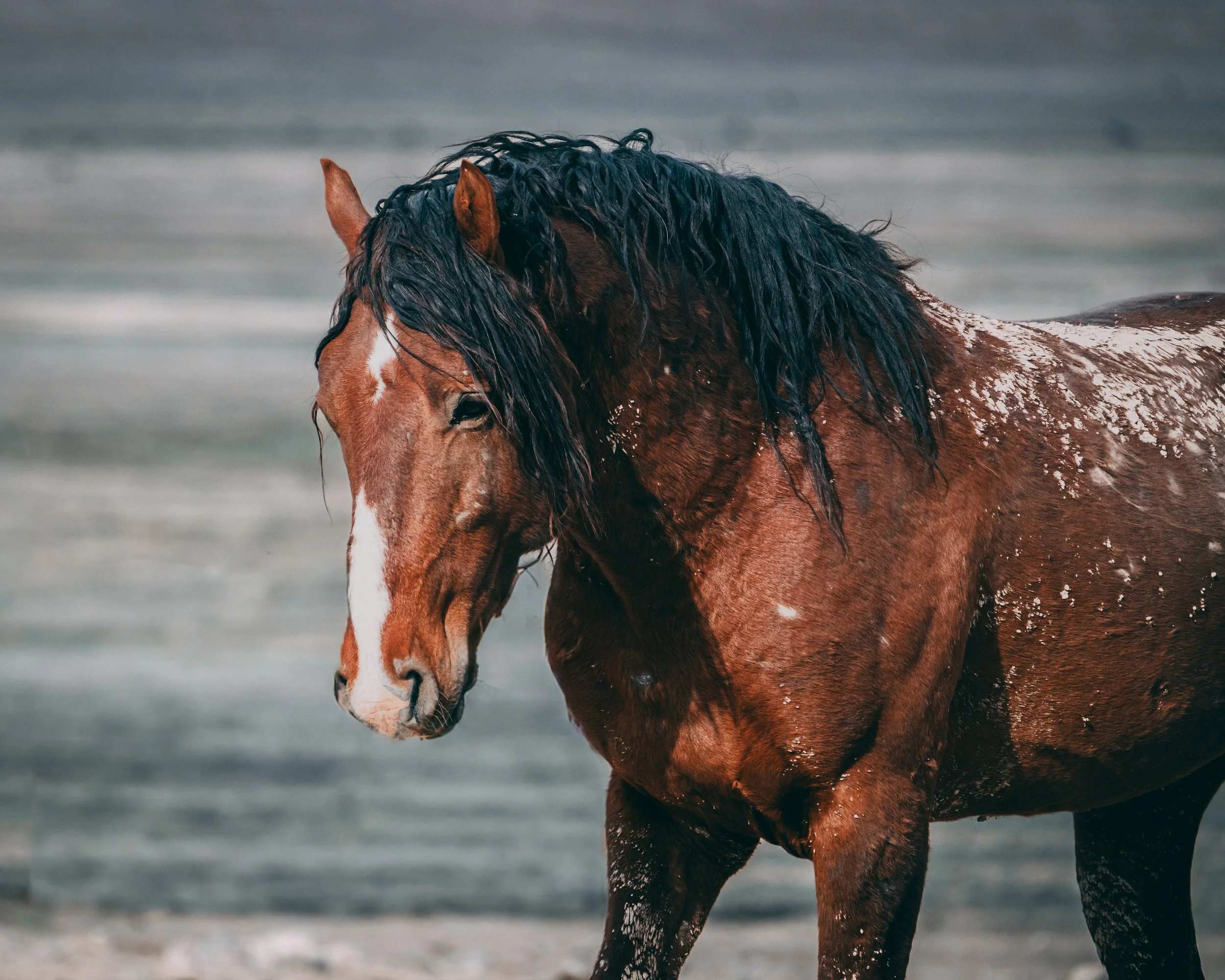 Close portrait of a wild horse with a wet black mane, dirt dusting its coat, set against a cool grey-blue blurred landscape.