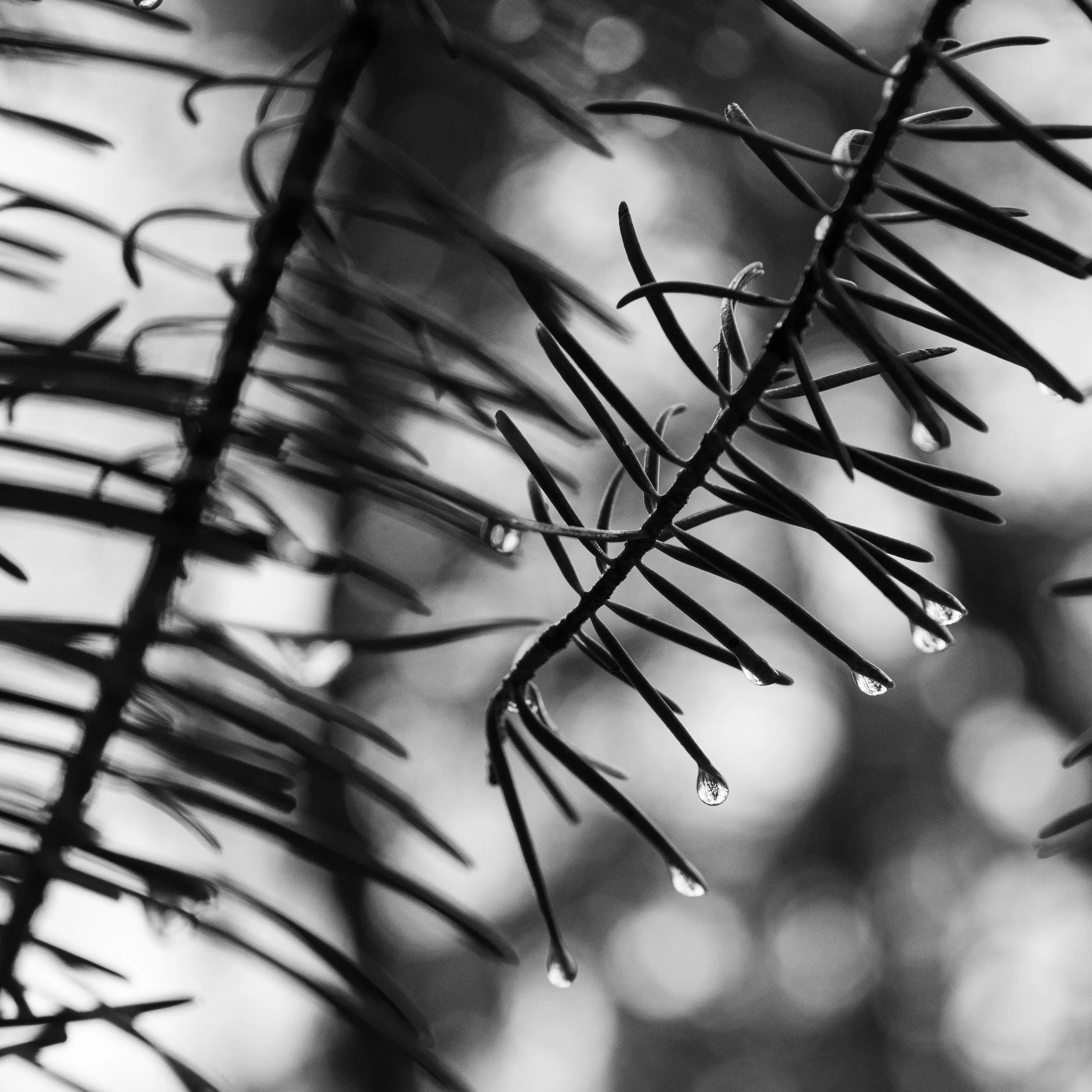 Black and white close-up of pine needles with raindrops suspended from their tips, soft bokeh circles glowing in the background.