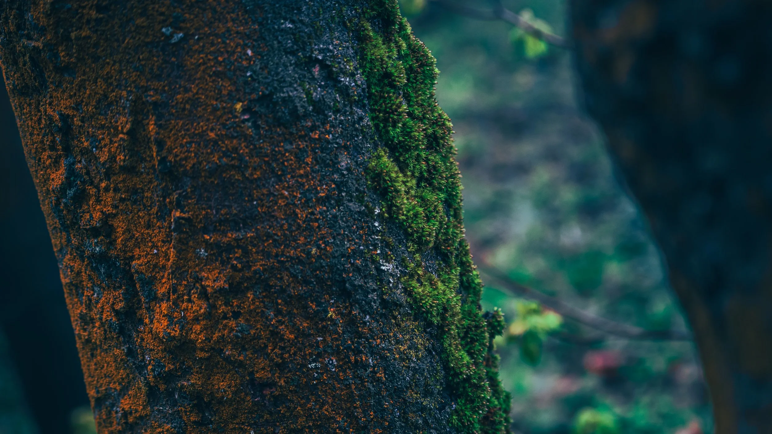 Extreme close-up of a tree trunk covered in orange lichen and bright green moss, shallow depth of field blurring a dark forest into the background.