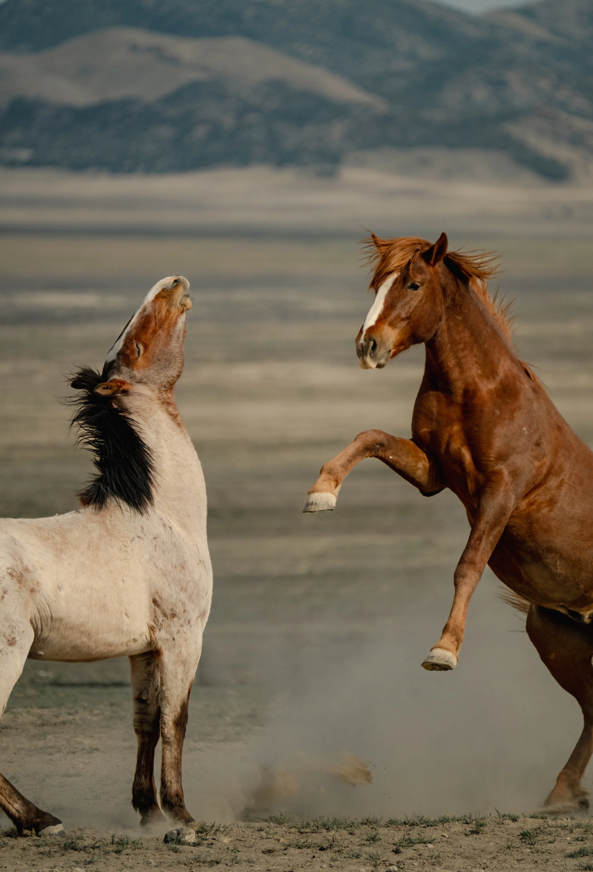 Two wild horses face off in the Utah desert, one rearing with front hooves raised, the other stretching its neck skyward, dust rising around their feet against a backdrop of distant mountains.