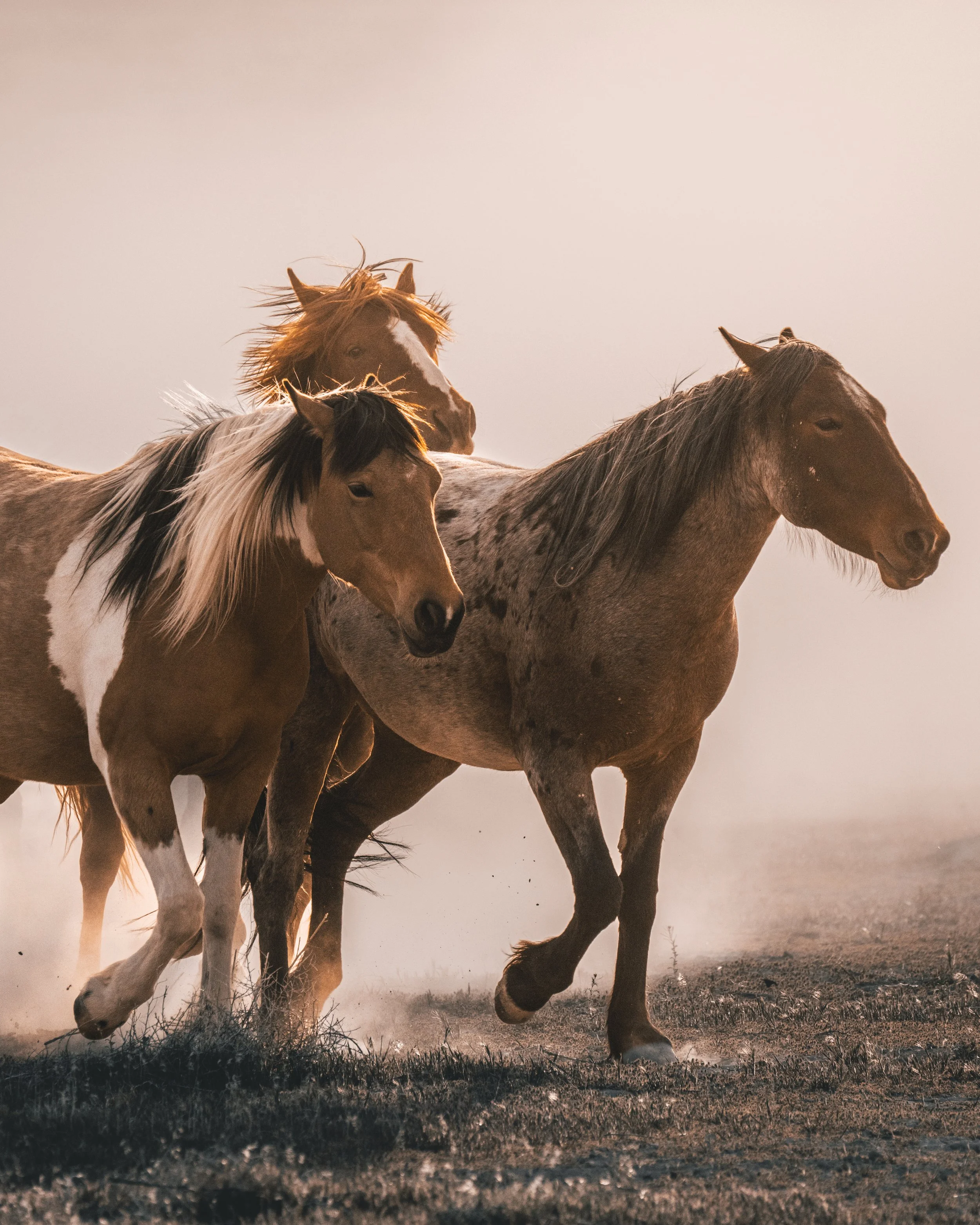 Three wild horses gallop through a dust cloud in warm golden backlight, their manes flying as they run together across open terrain.

