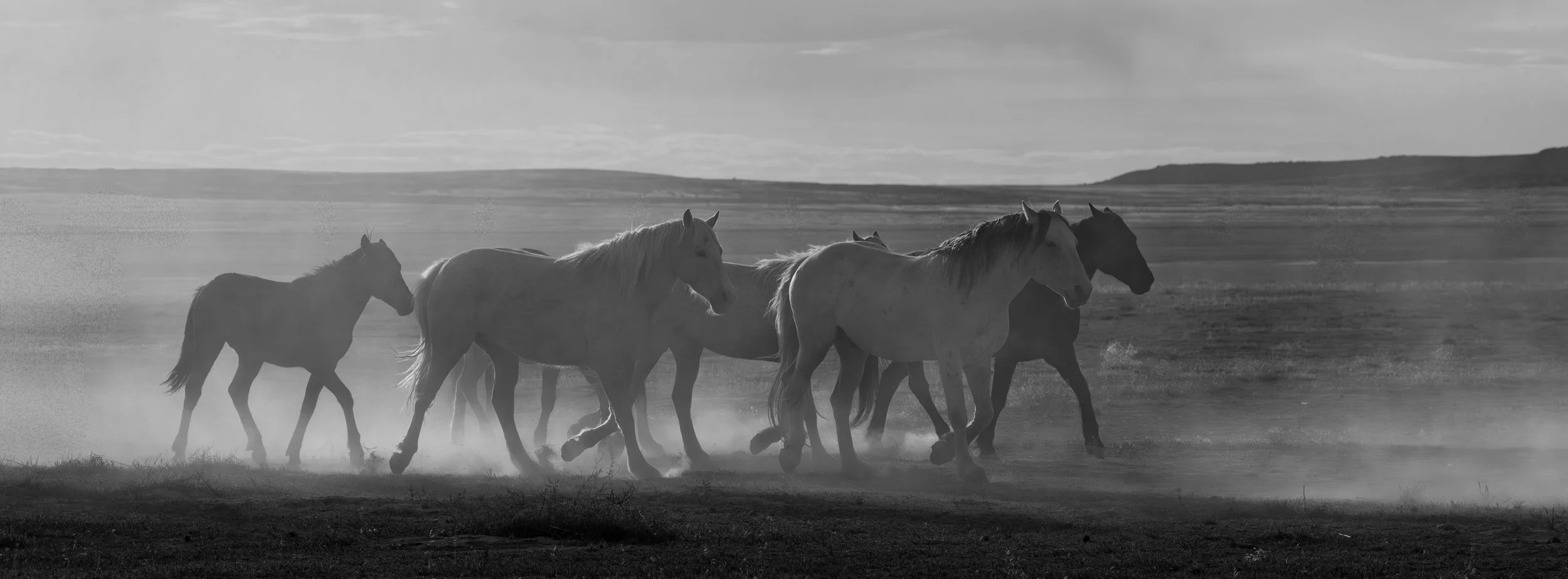 Panoramic black and white photograph of a wild horse herd moving through backlit dust on the open Utah range, the vast desert basin and distant hills stretching to the horizon.