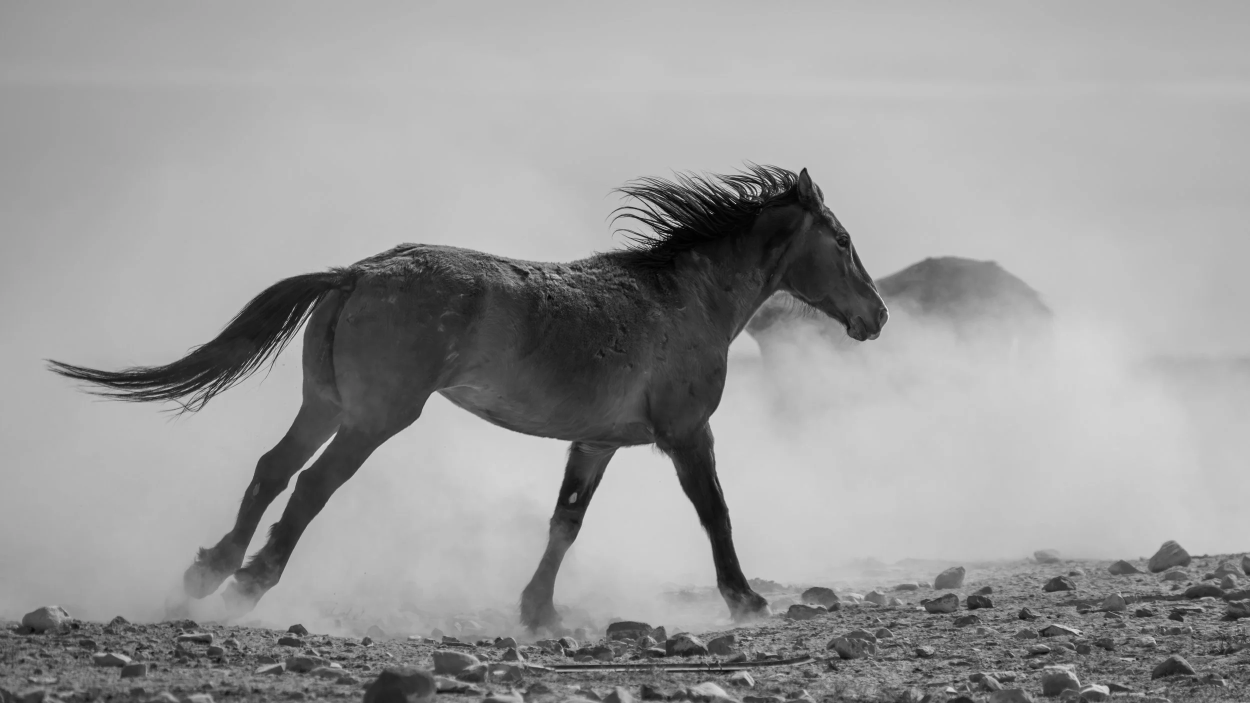 Black and white photograph of a wild mustang running across a rocky desert floor, mane streaming in the wind, a dust cloud rising behind a second horse in the background.
