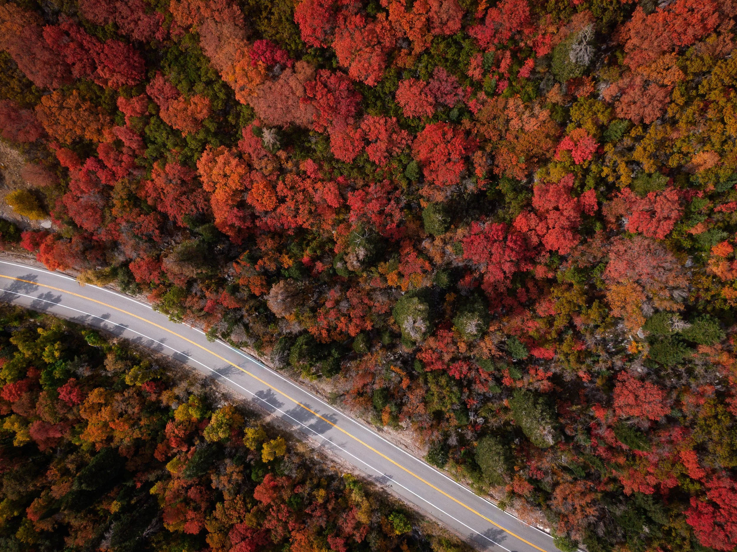 Aerial view looking straight down on a winding mountain road cutting through a dense canopy of autumn foliage in red, orange, and gold.
