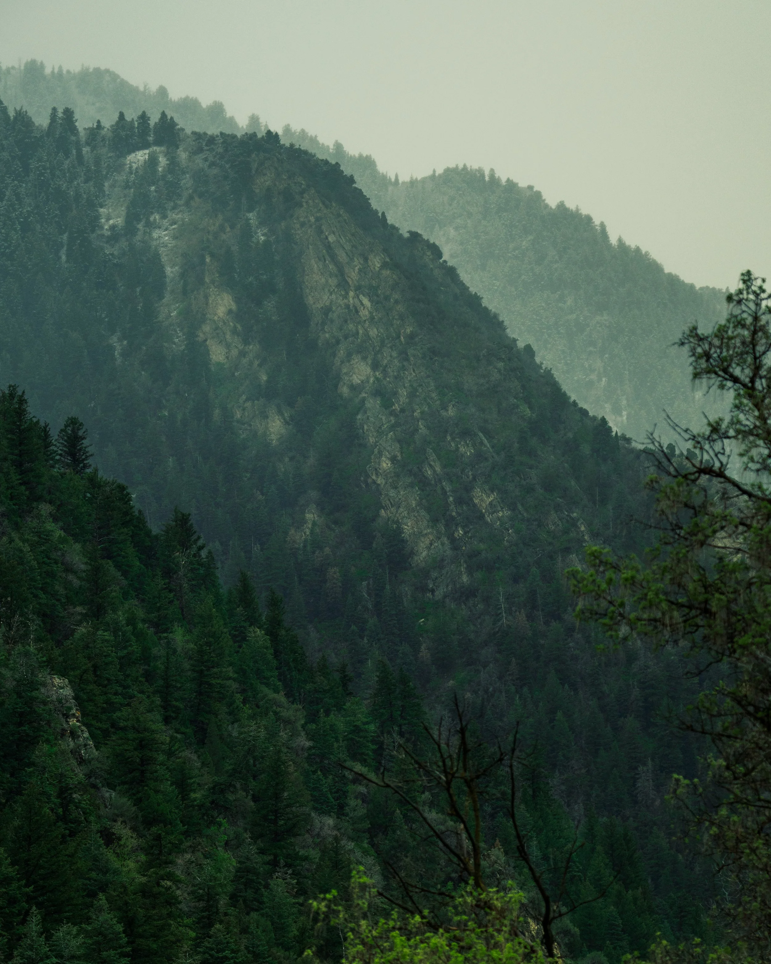 A fog-shrouded mountain ridge dense with evergreens fades into a pale grey-green mist, layers of forest dissolving into cloud.
