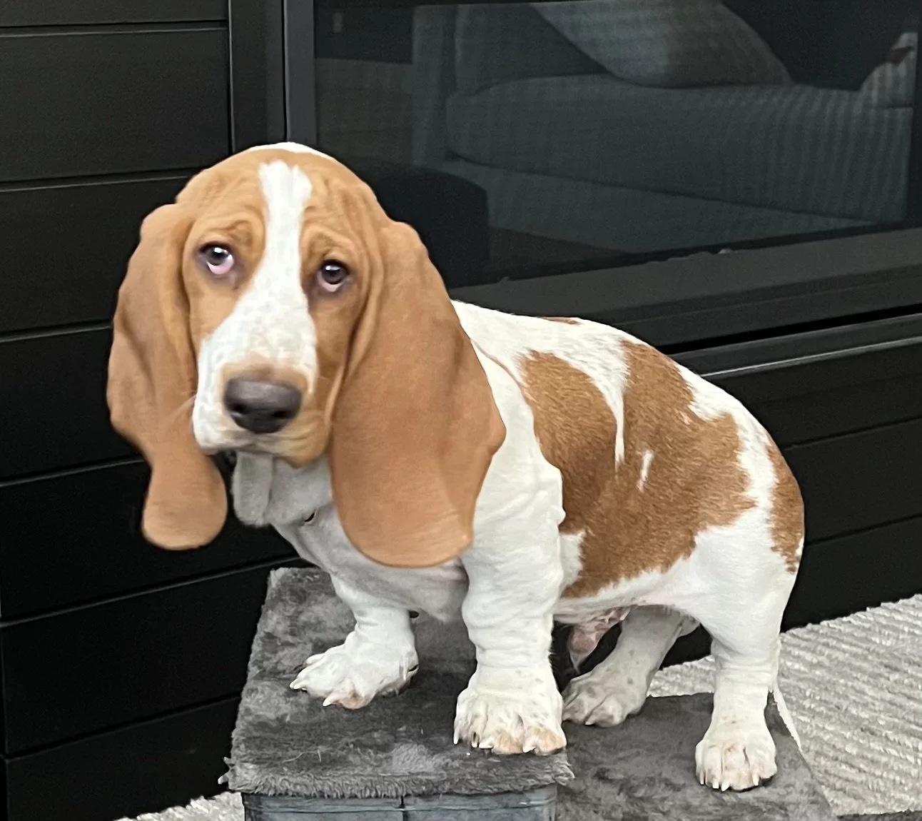 Basset hound puppy learning to climb dog stairs.