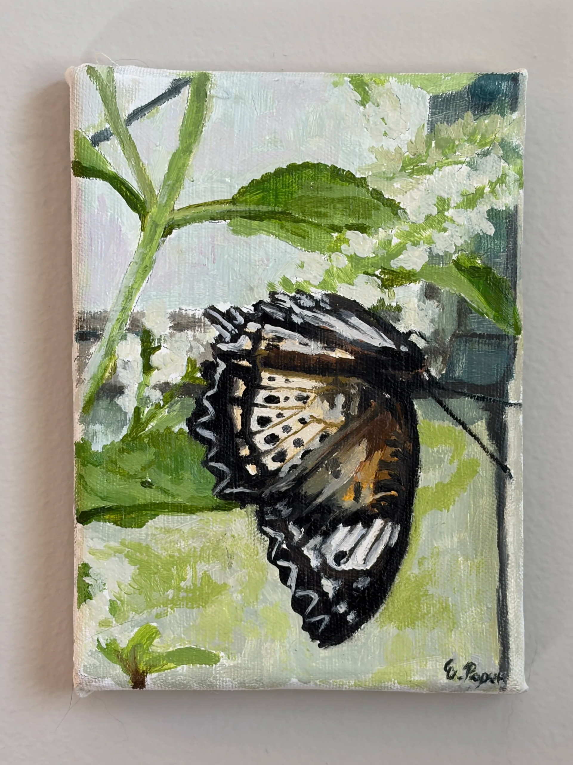 Butterfly and  White Blossoms