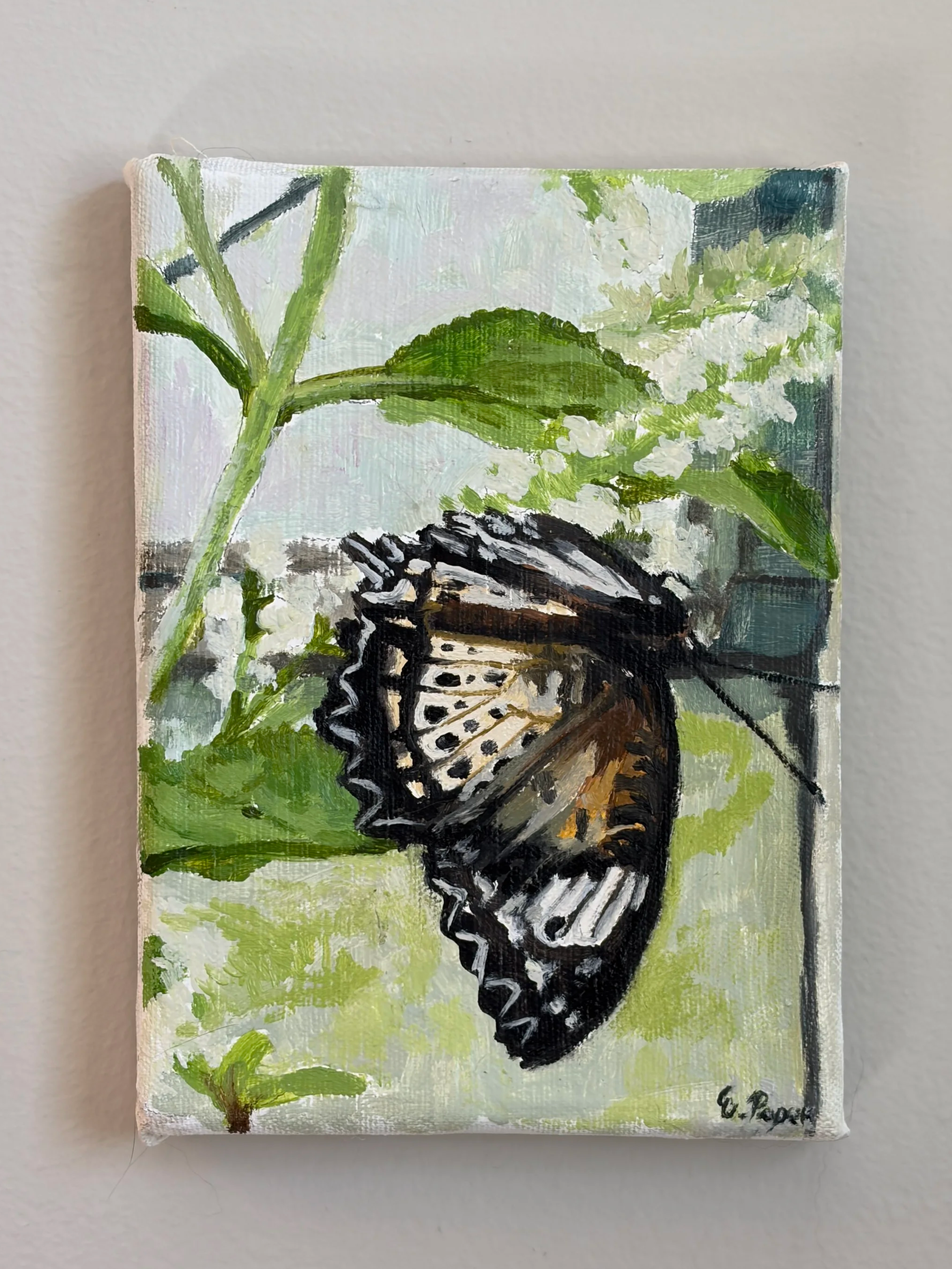 Butterfly and White Blossoms