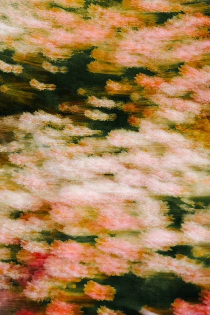 Blurred image of pink flowers against a dark background, creating a motion effect.