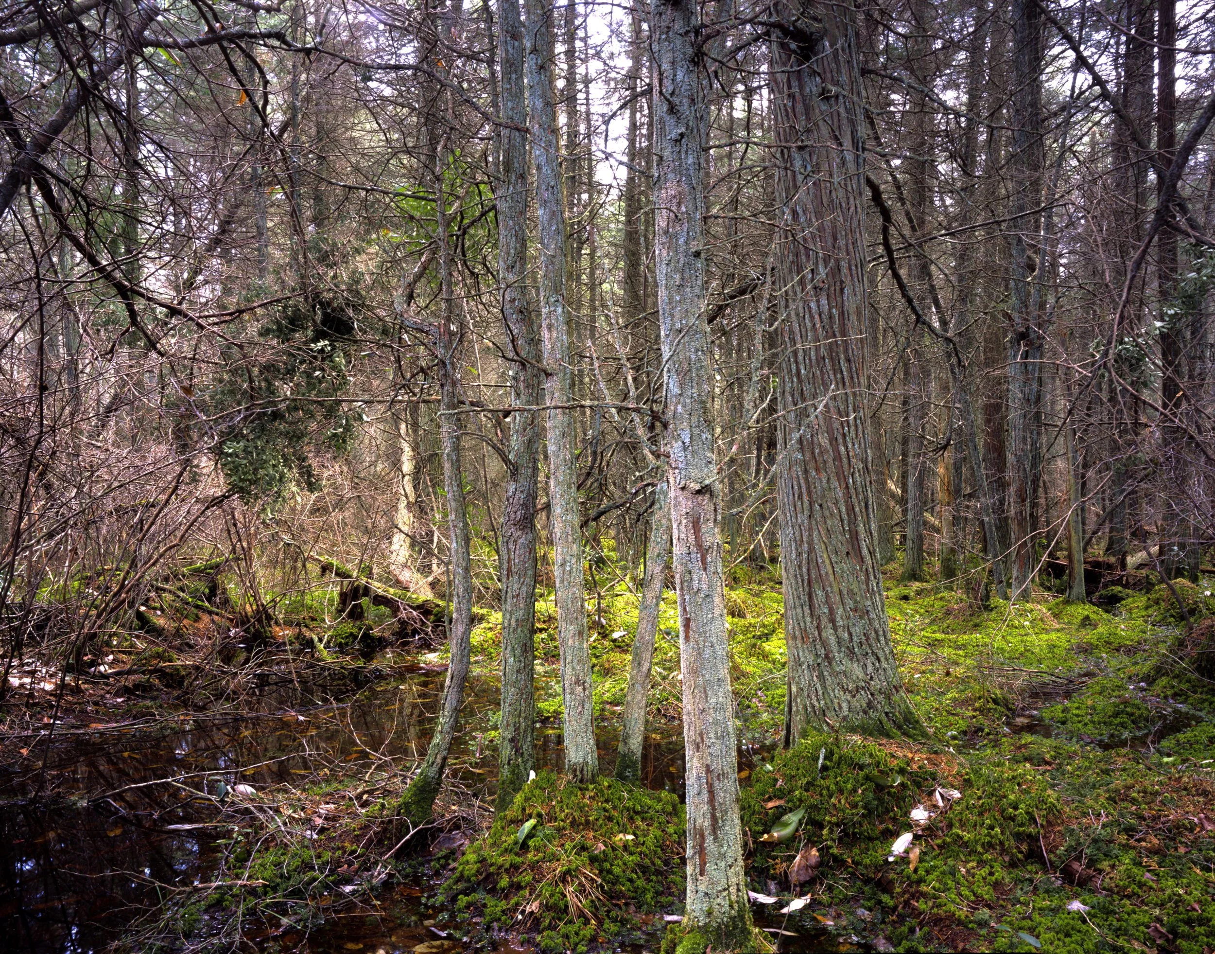  Jersey Cedar Swamps   |  Pine Barrens (2026)