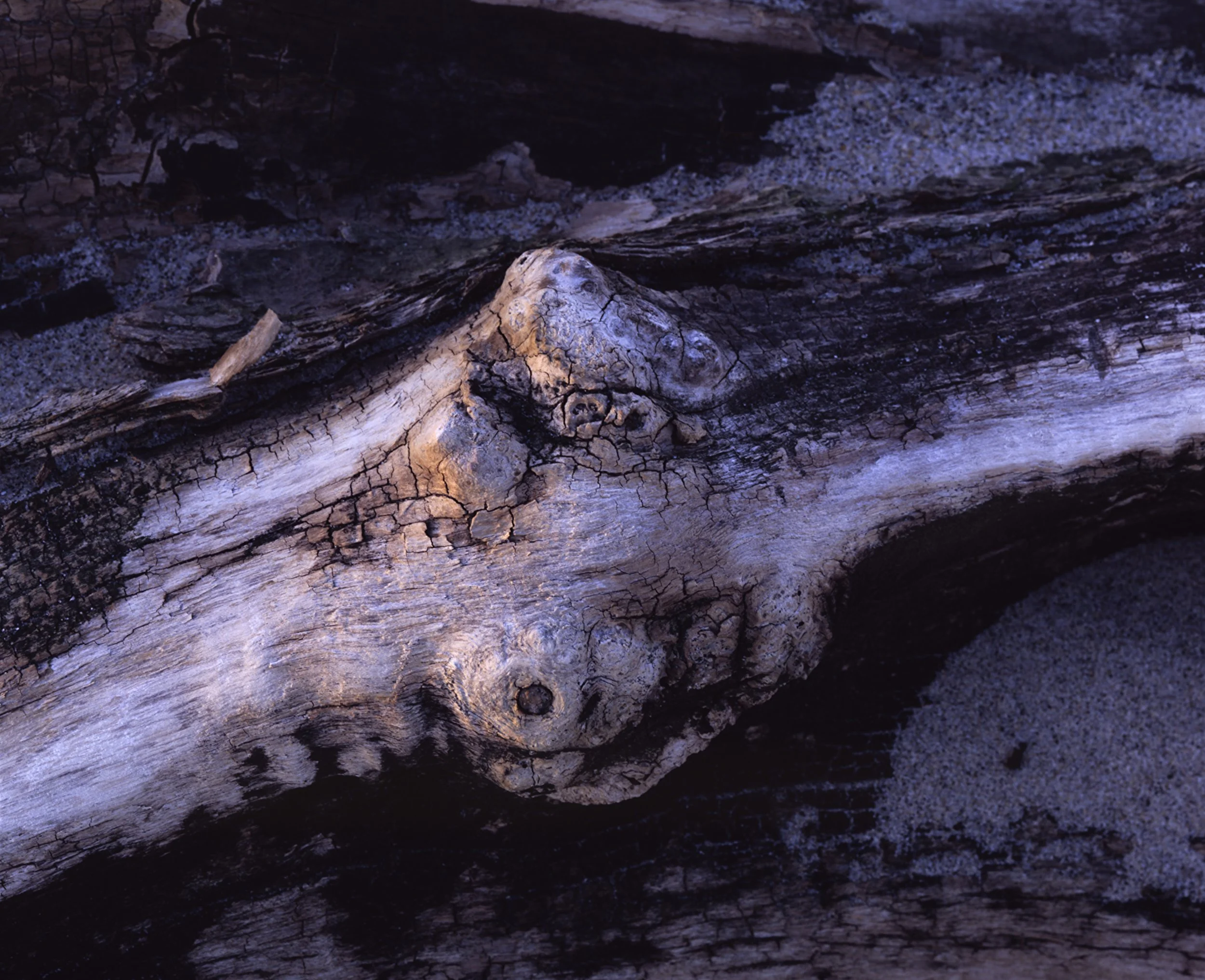  Driftwood Knot   |  Sandy hook gateway national recreation area (2026)