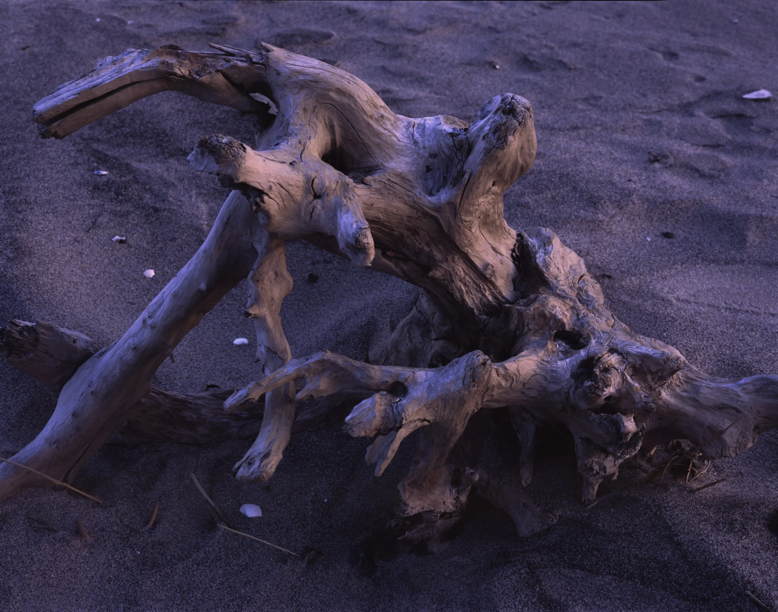  Soft Driftwood   |  sandy hook gateway national recreation area (2026)