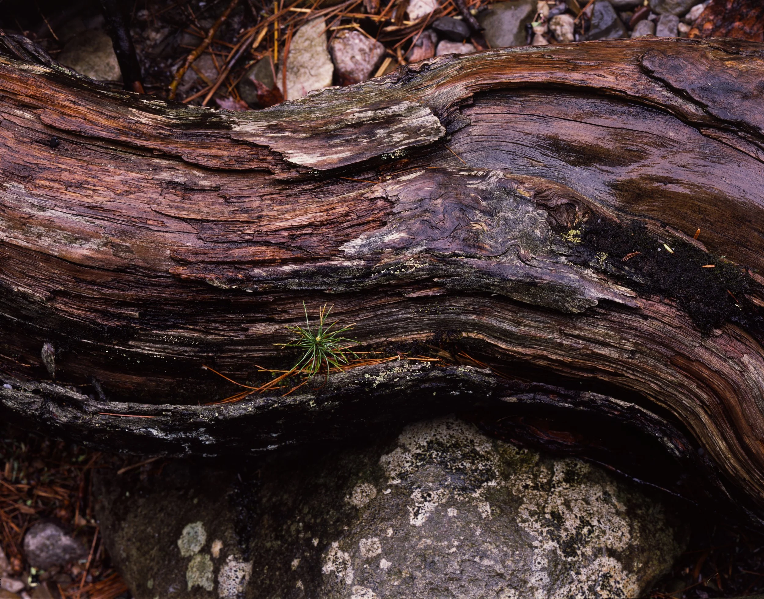  
Root of a Seedling   |  Minnewaska State Park Preserve (2026) 