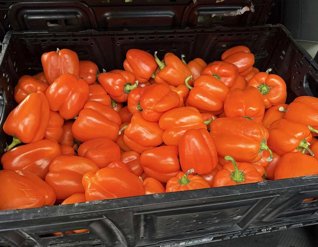 Fresh Peppers