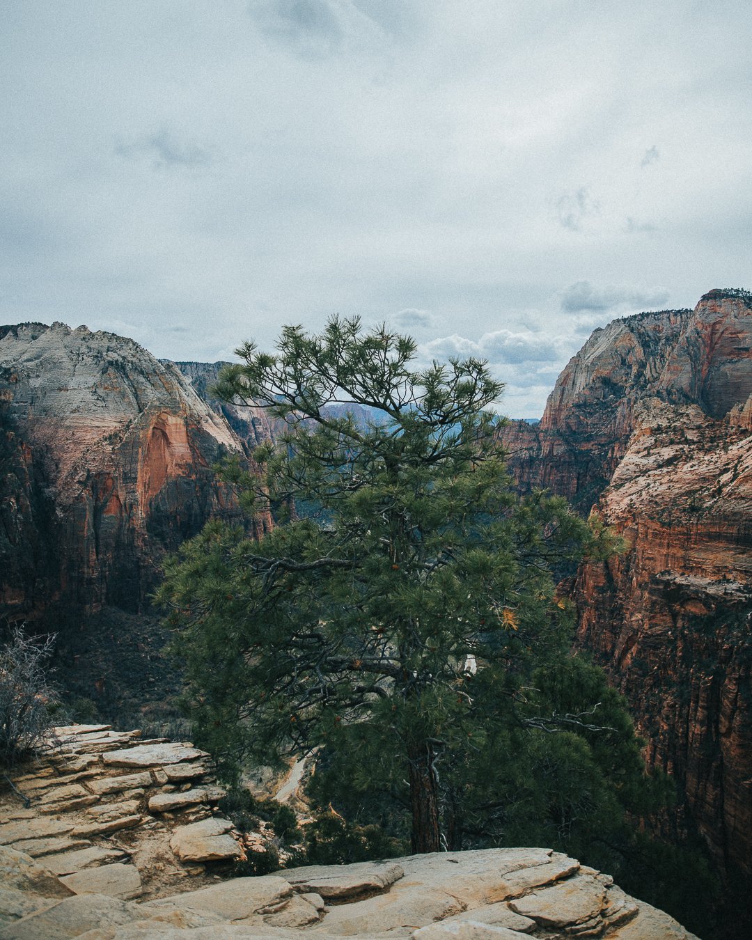 A scenic view of Grand Canyon with layered rock formations and a large pine tree in the foreground on a cloudy day.