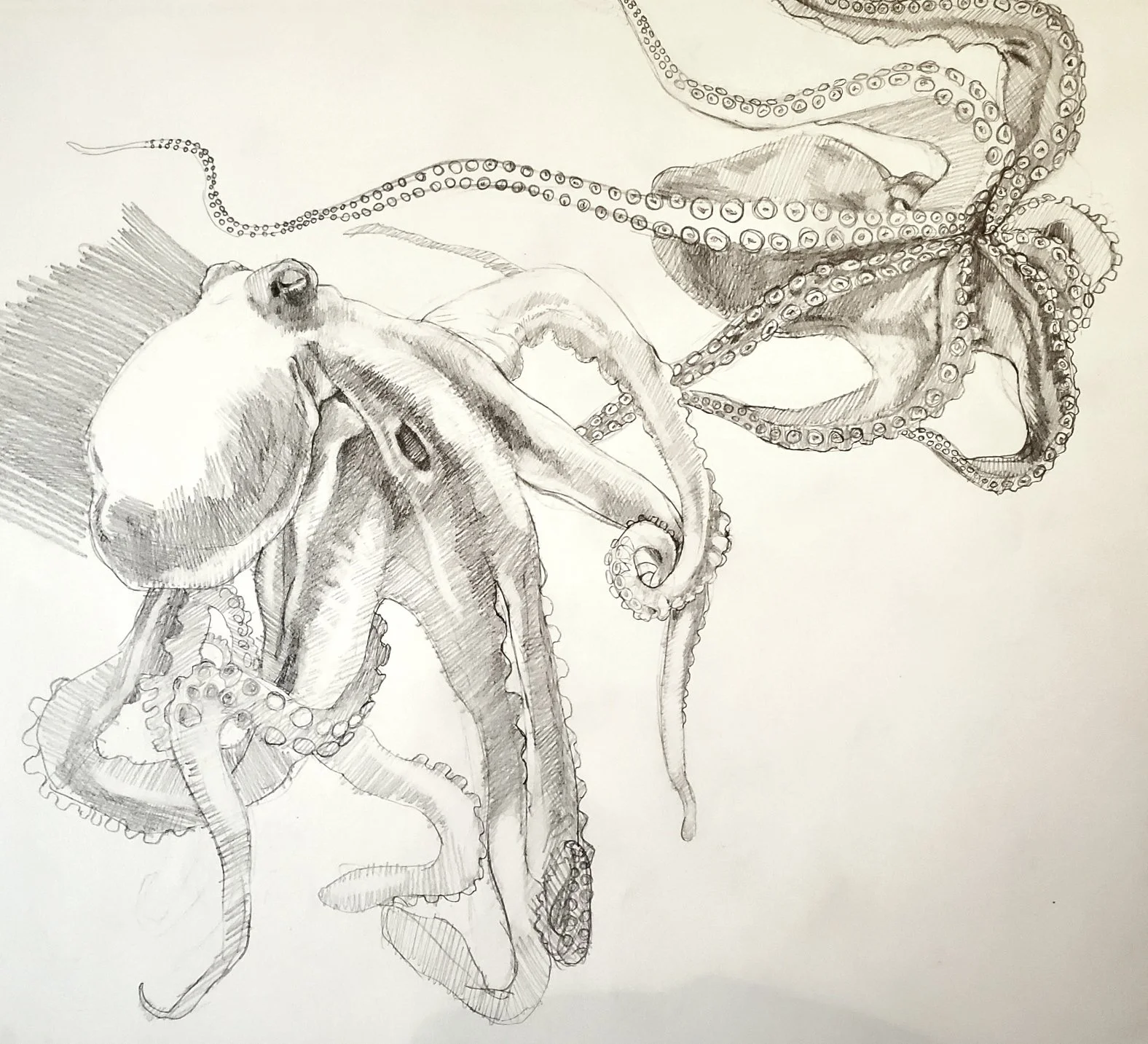 A detailed pencil sketch of an octopus with its tentacles spread out, showing textures and patterns.