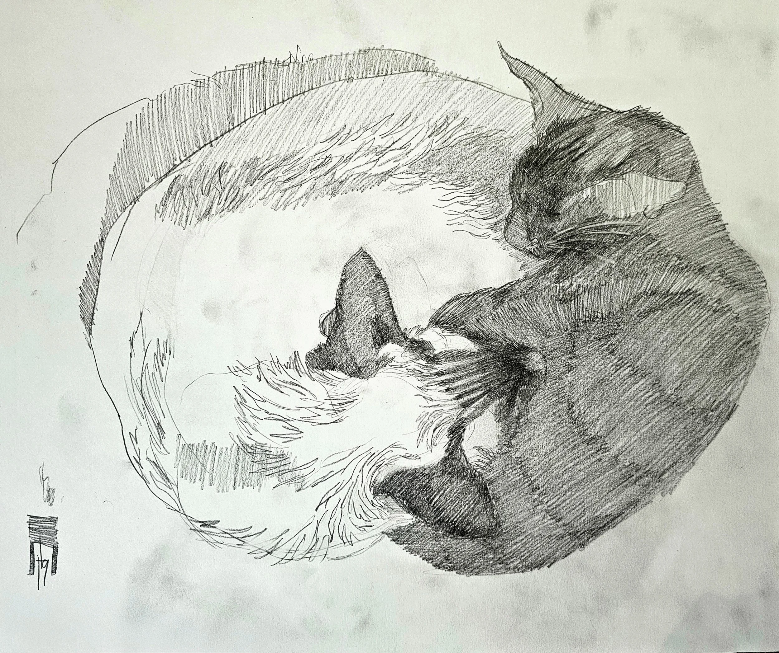 Hand-drawn sketch of a sleeping cat curled up on a surface.